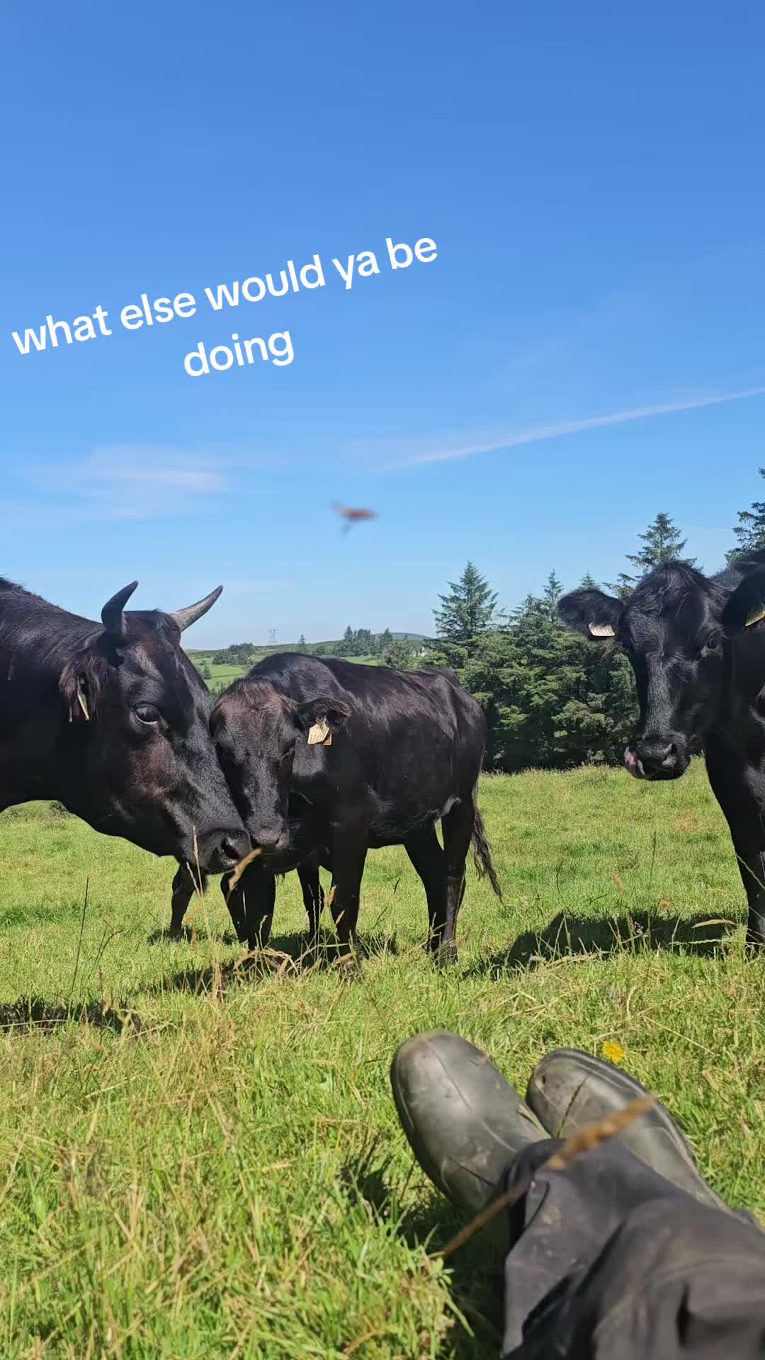 @finnowfarm
