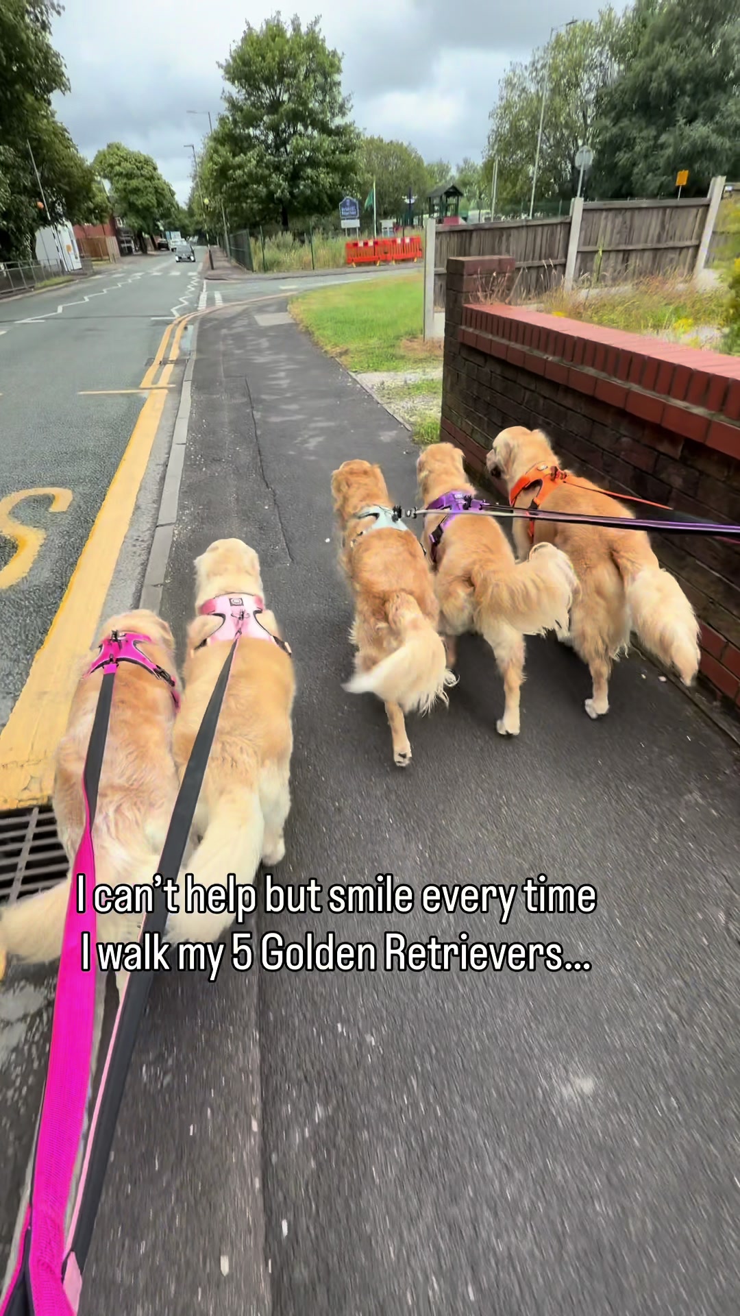 @5 Shades of Golden