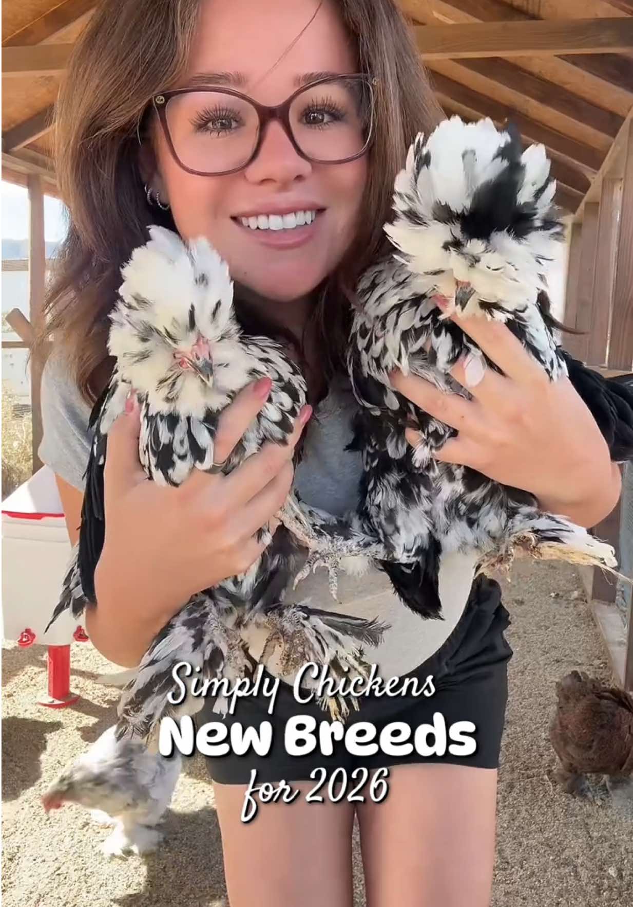 @Simply Chickens