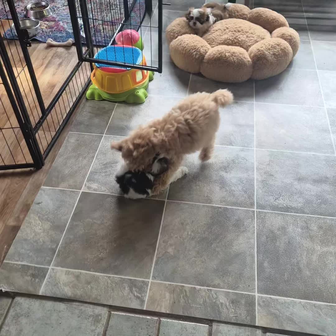 @Barb's Precious Pups