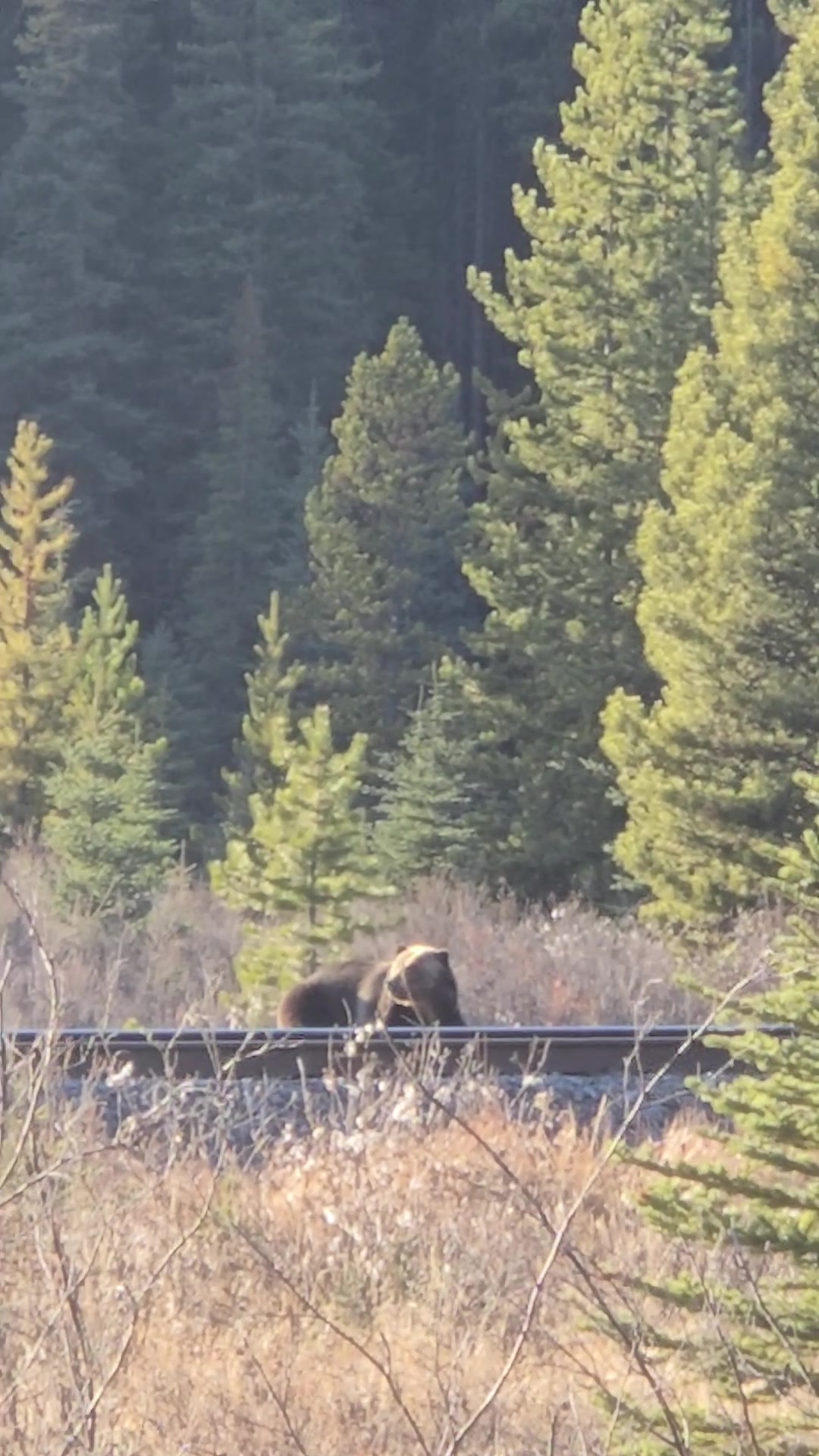 @Banff Nature and Wildlife
