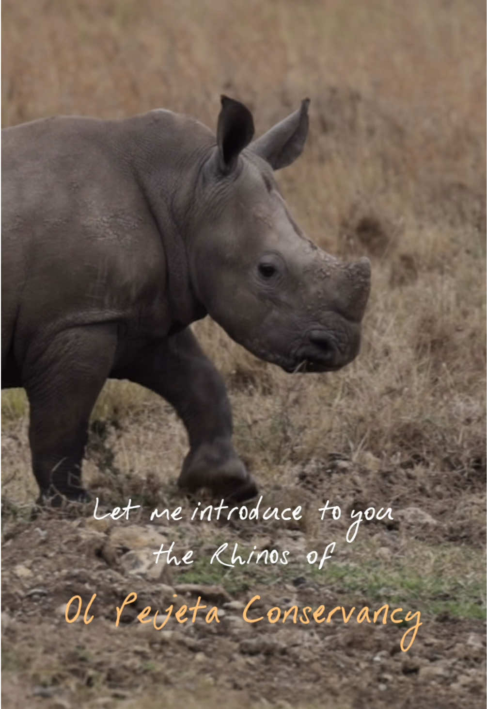 @phiswildlife