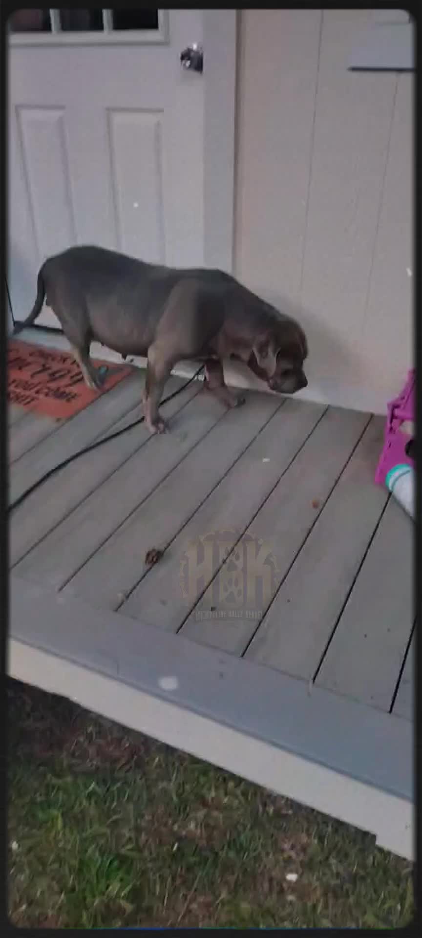 @HACHIKO LINE Bully Kennel