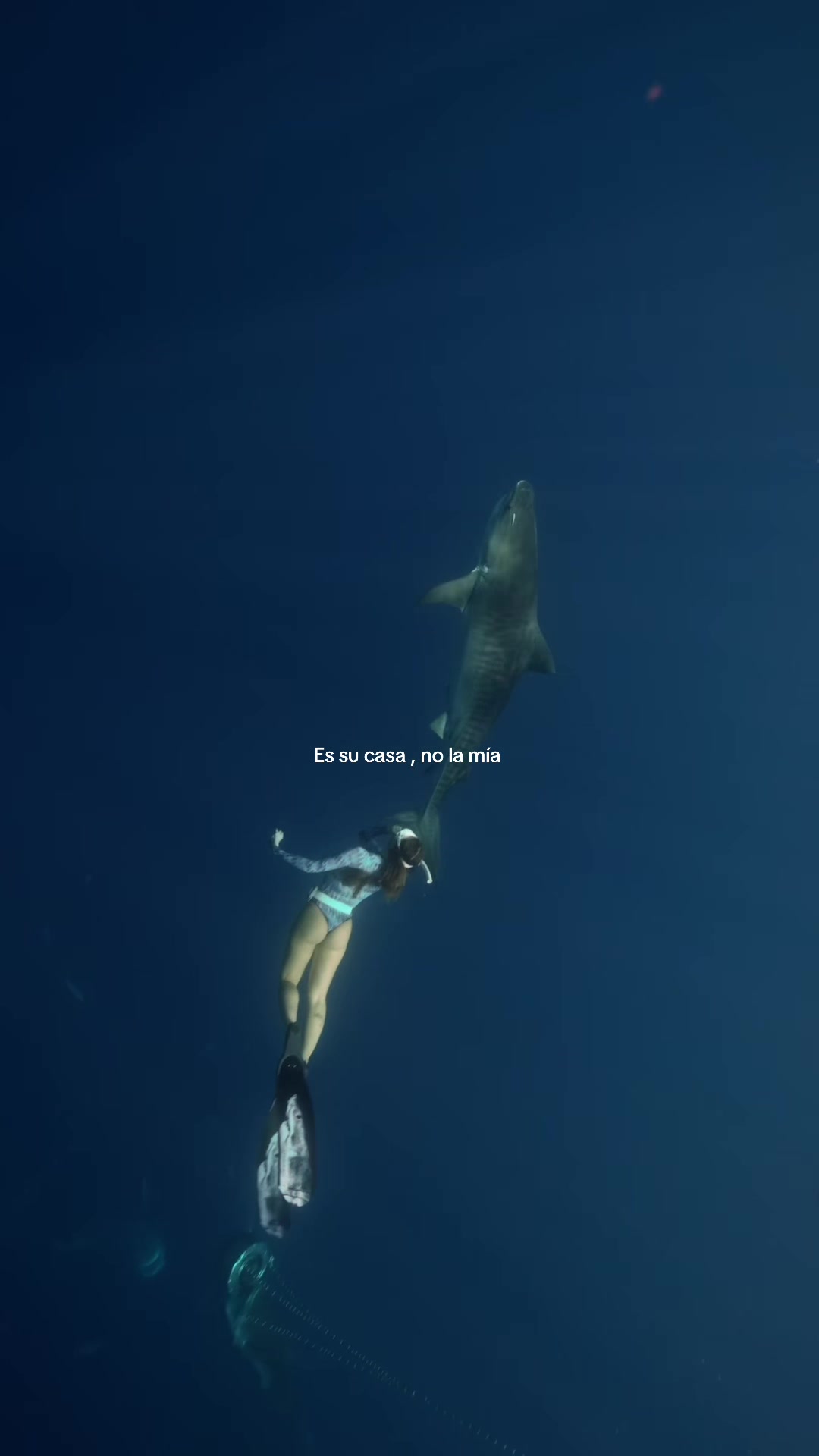 @sofiasurfers🦋✨