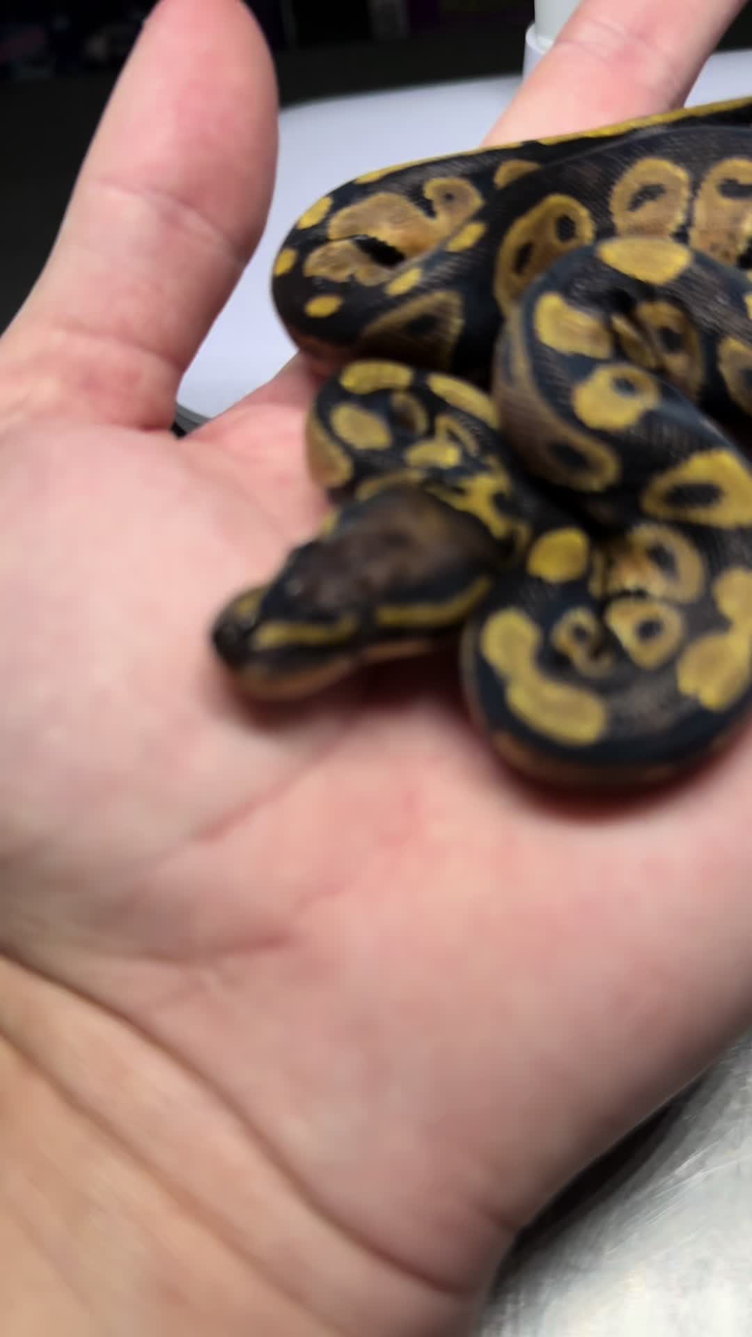 @magiikmorph