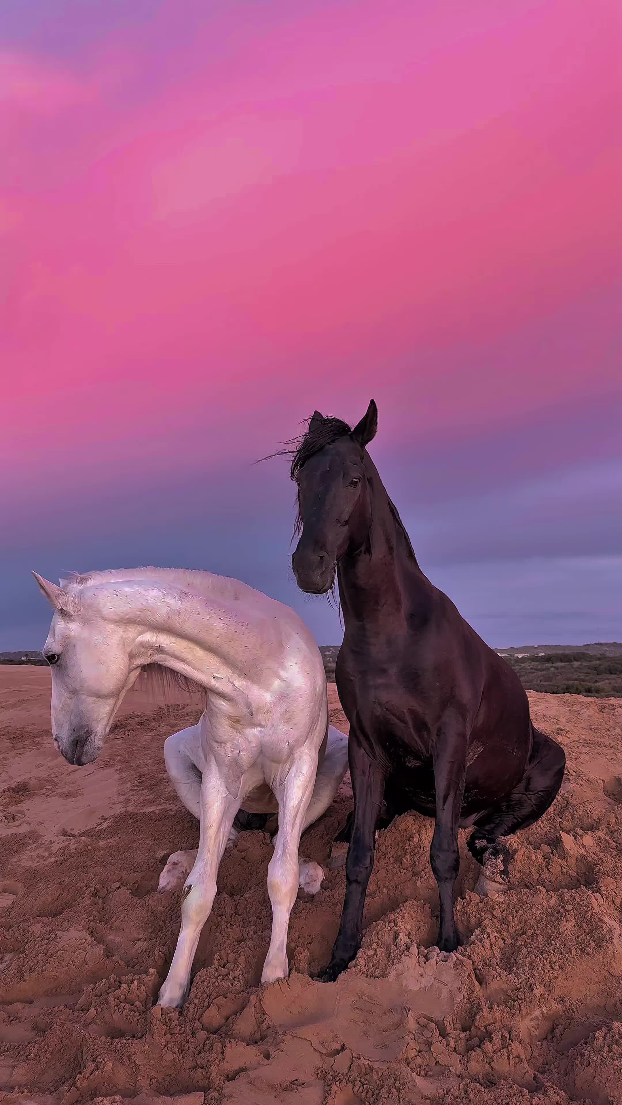 @Horses TikTok