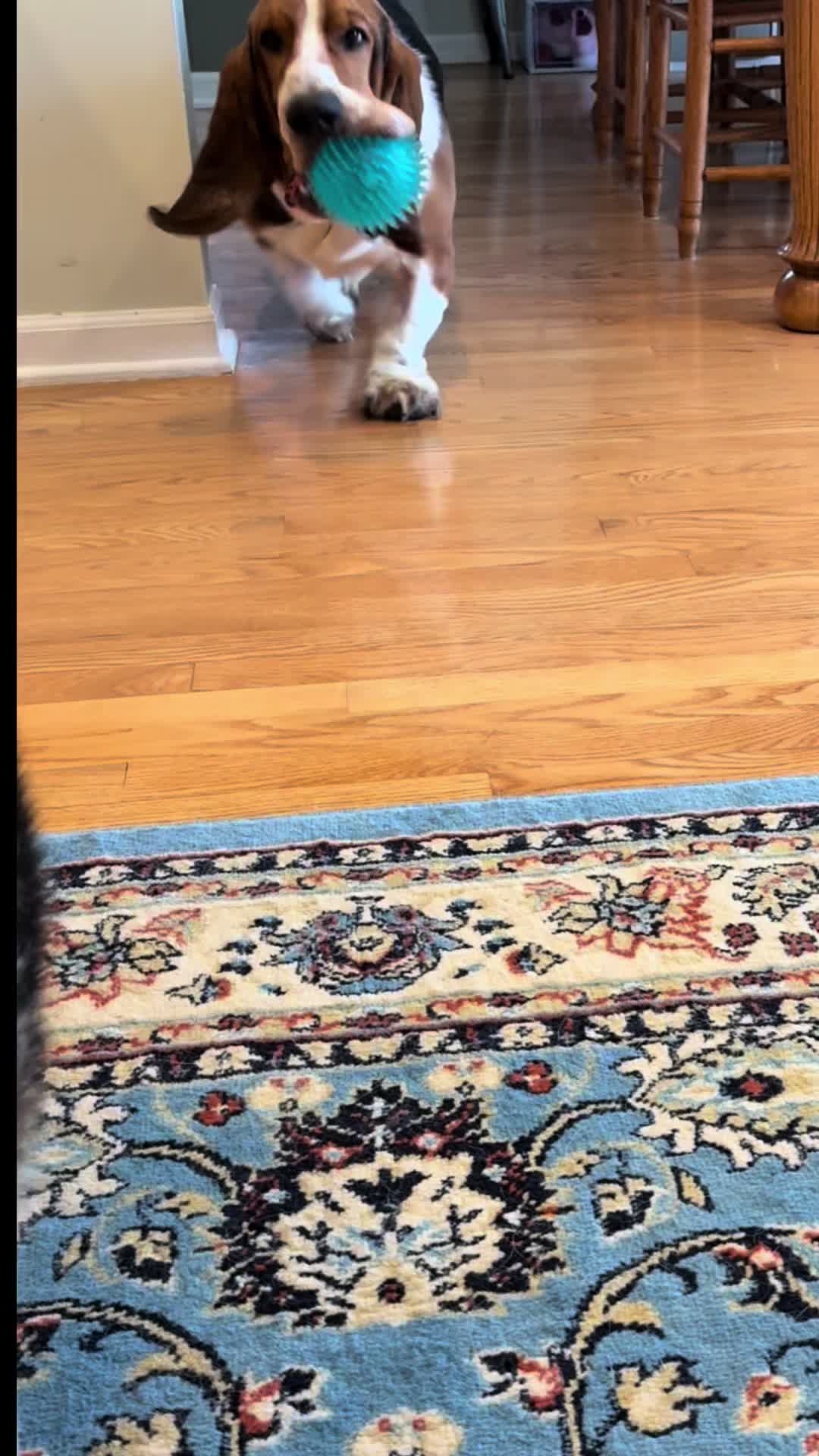 @Chuck Bass The Basset Hound
