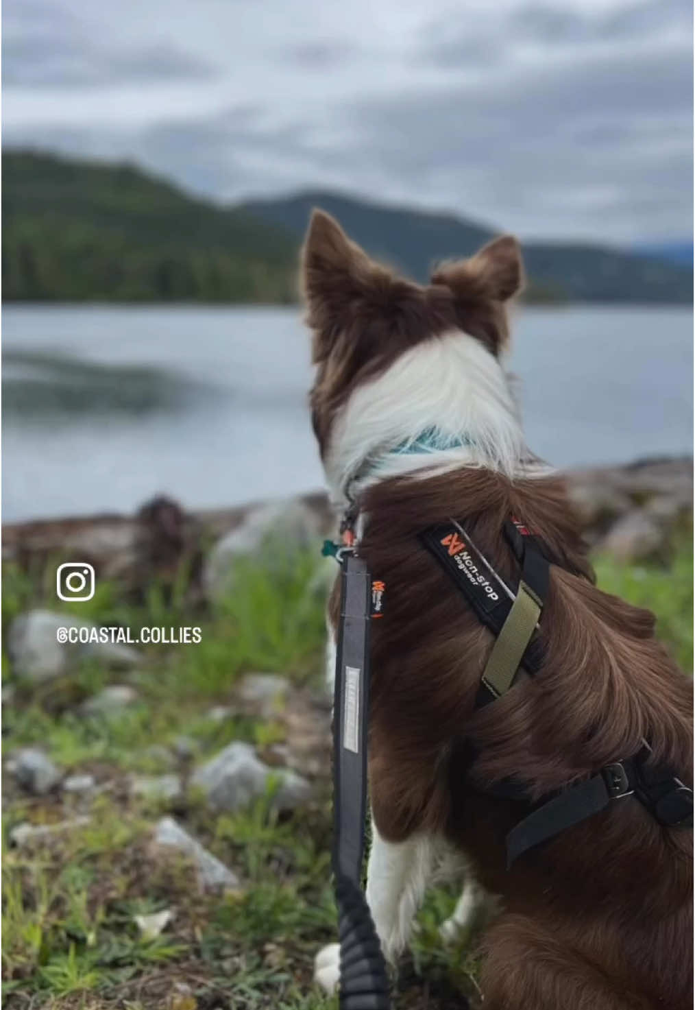 @Coastal Collies