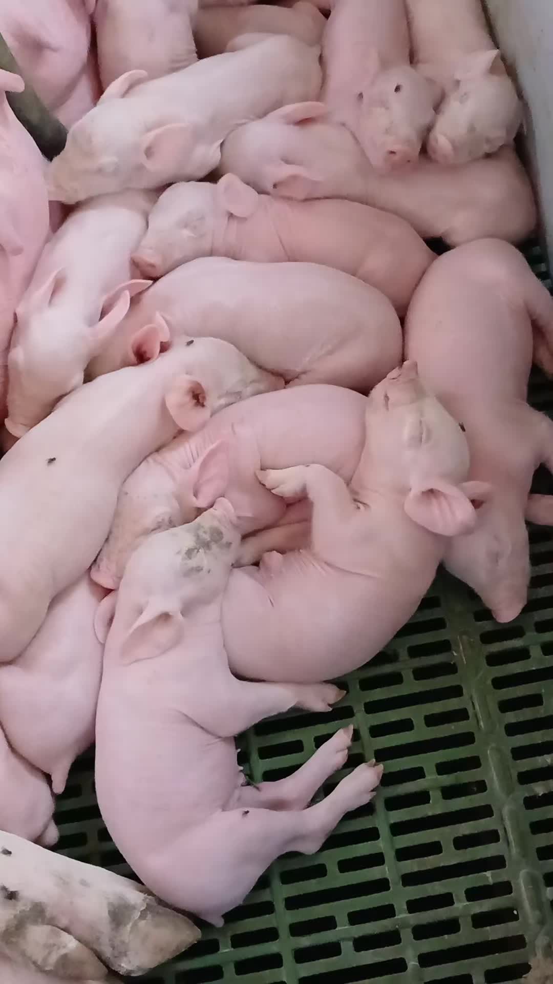 @Тома