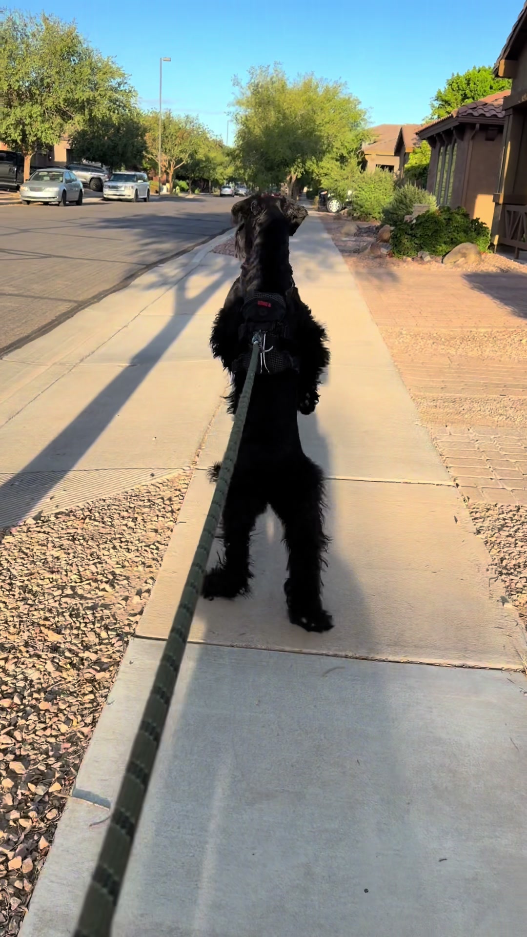 @Fiona Walks