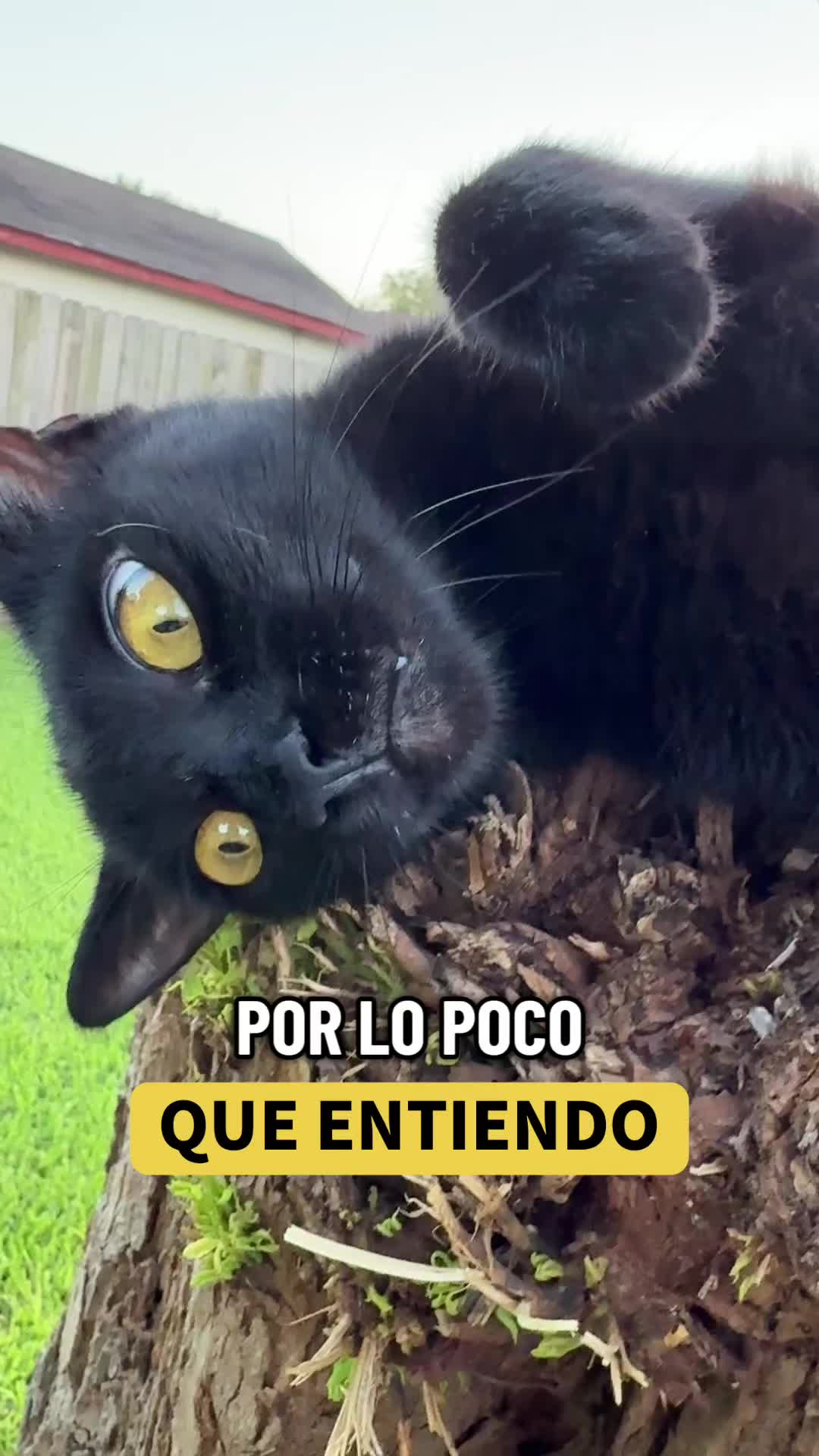 @mili_la_yorki