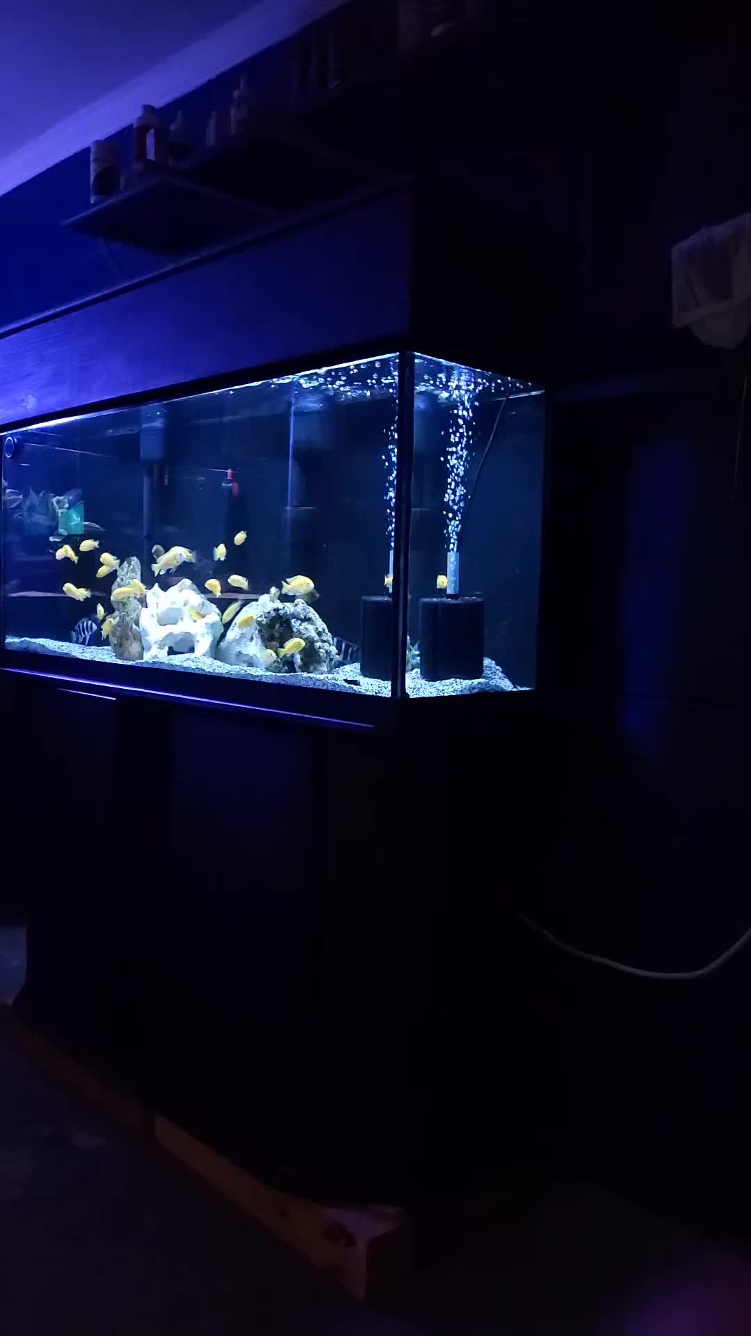 @Dave's Aquatics