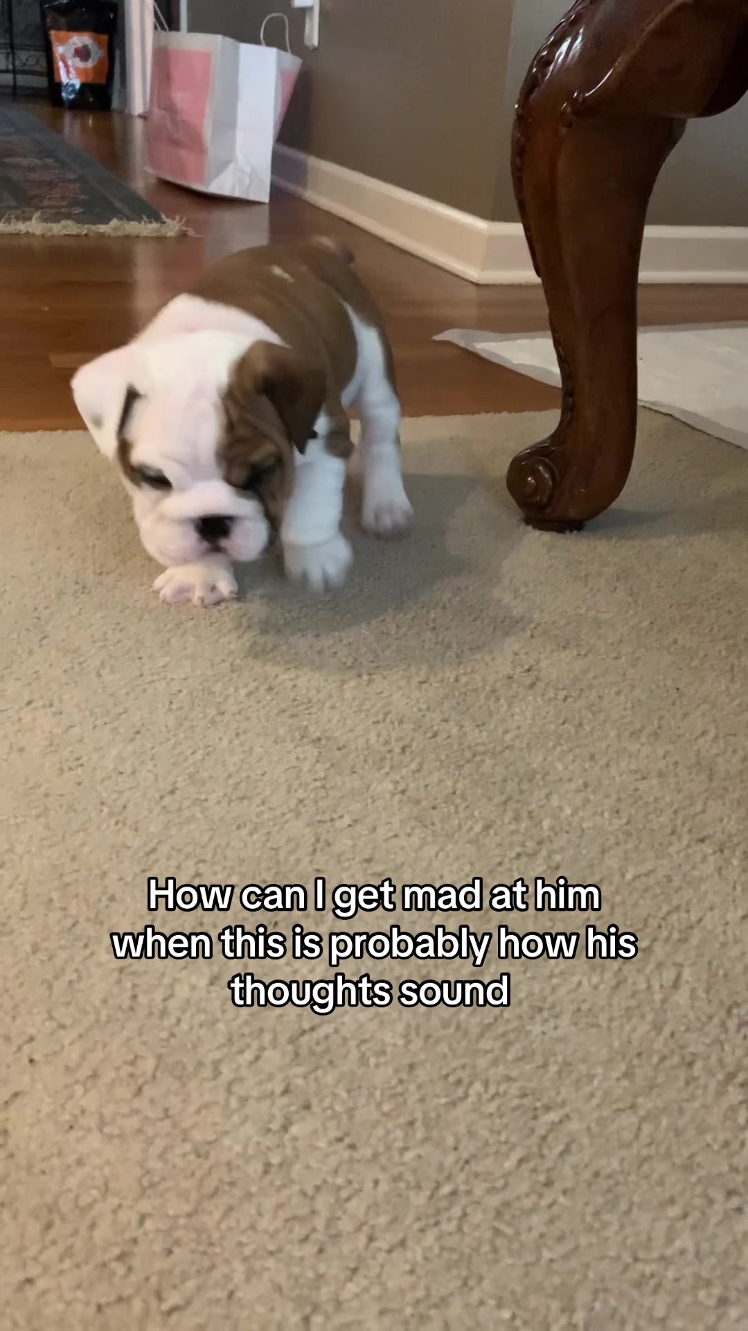 @Stubby The Bulldog