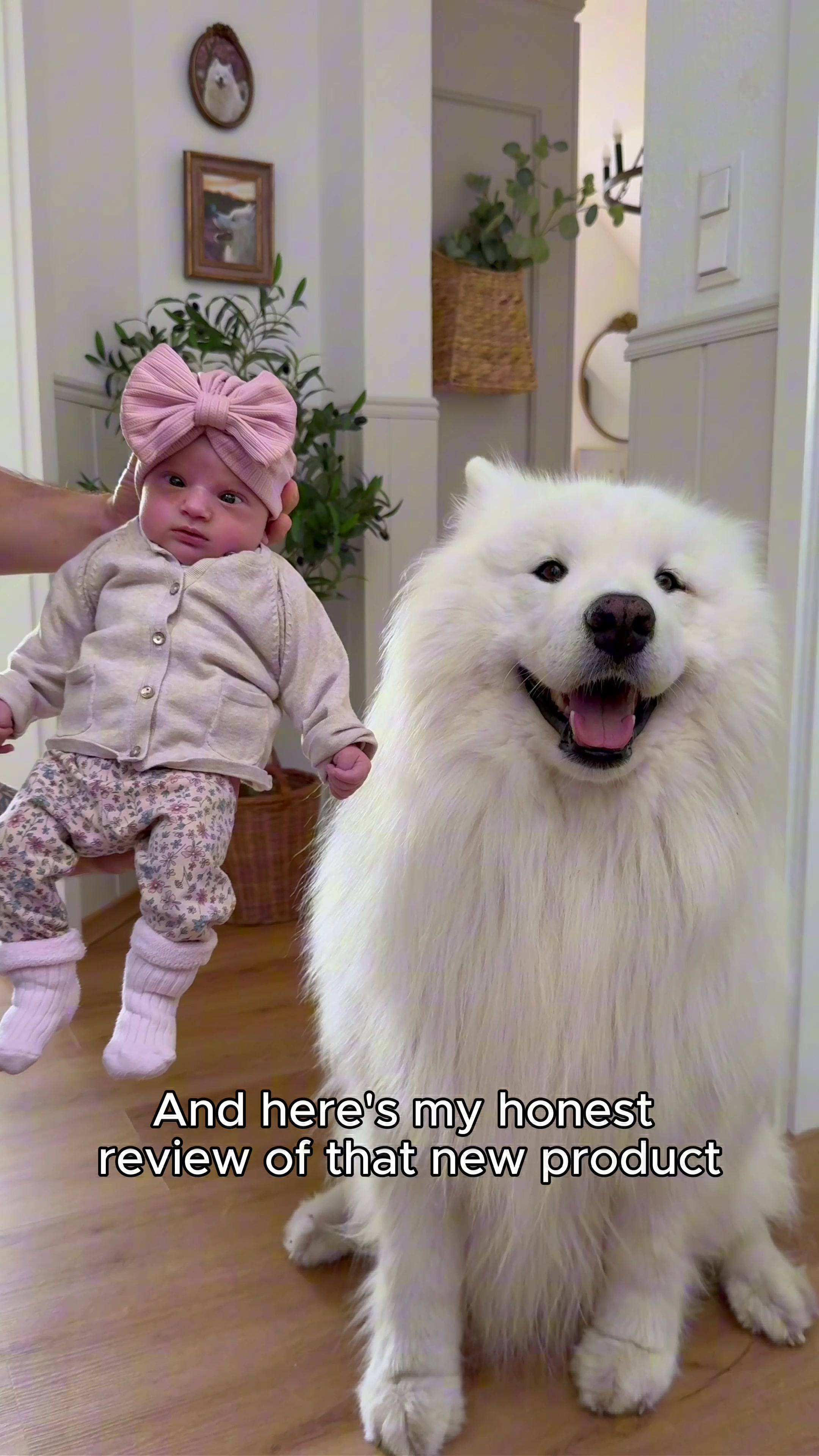 @wanderlust_samoyed