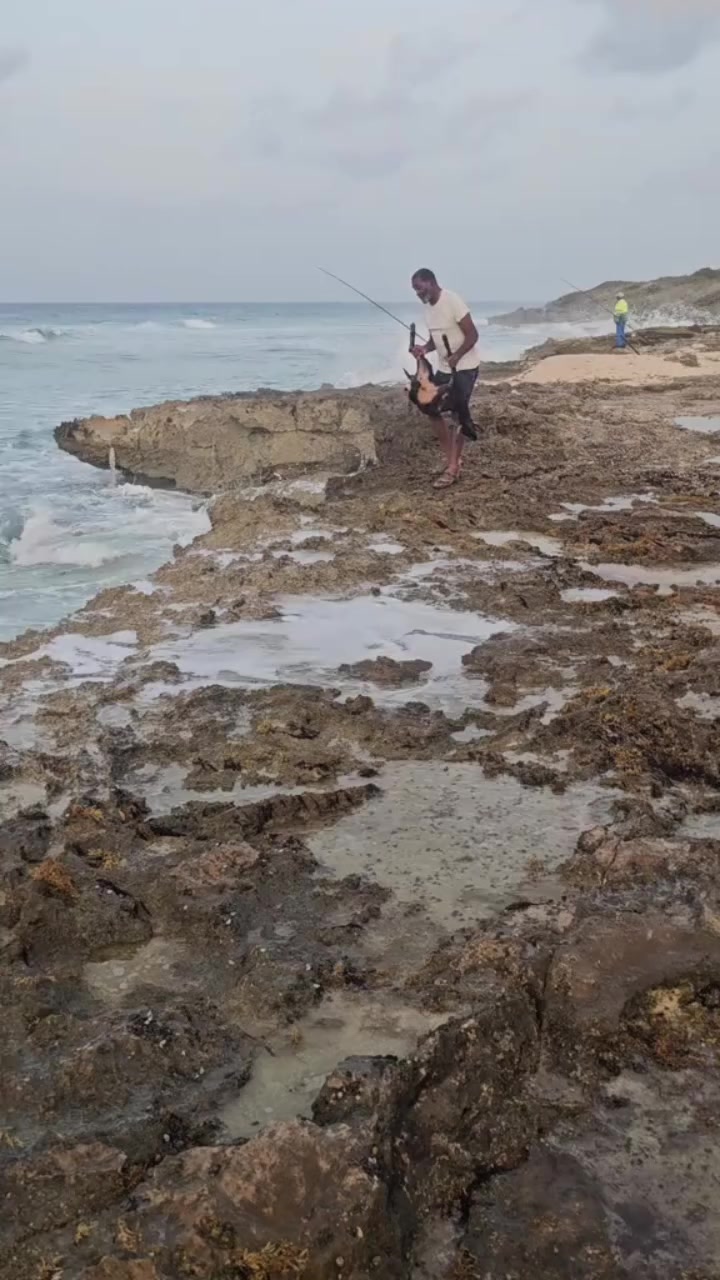 @AntillesBuzzOff