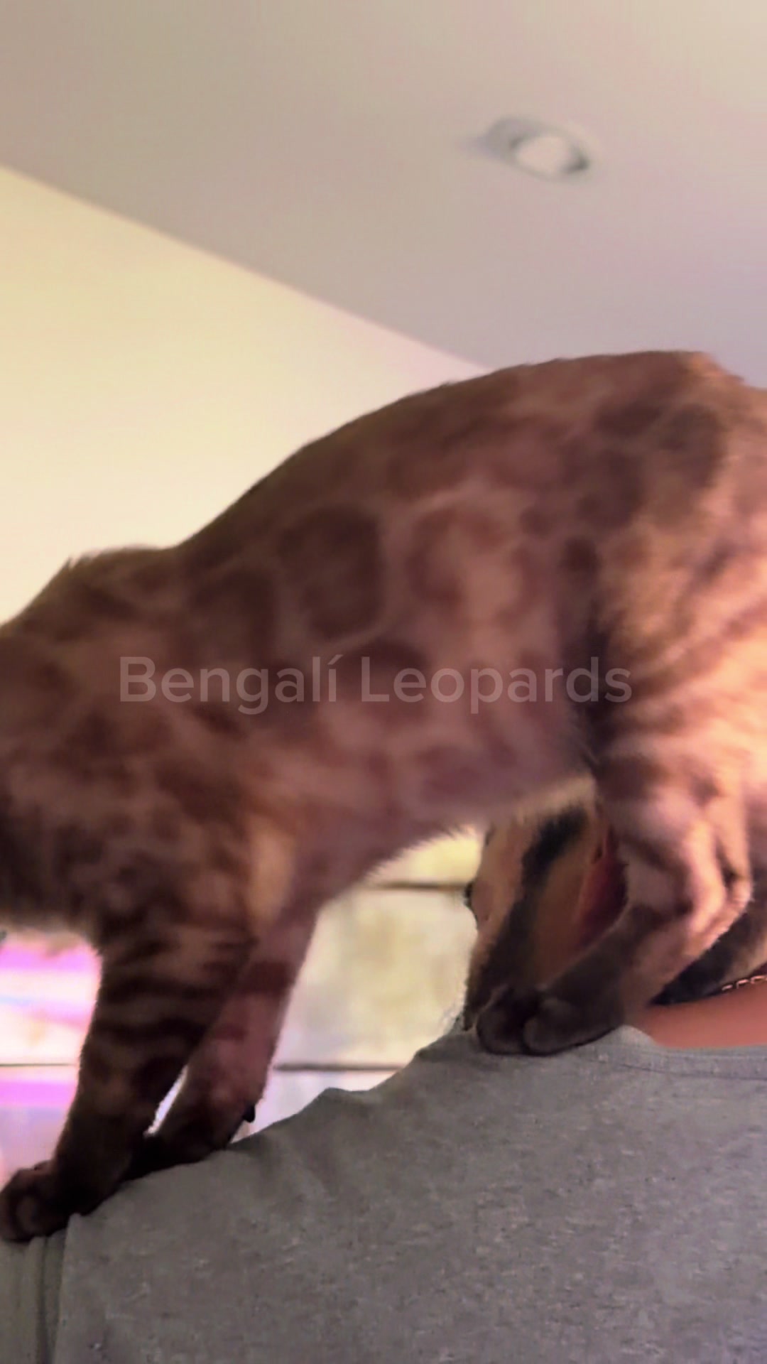@ＢＥＮＧＡＬ&Iacute;&emsp;ＬＥＯＰＡＲＤＳ