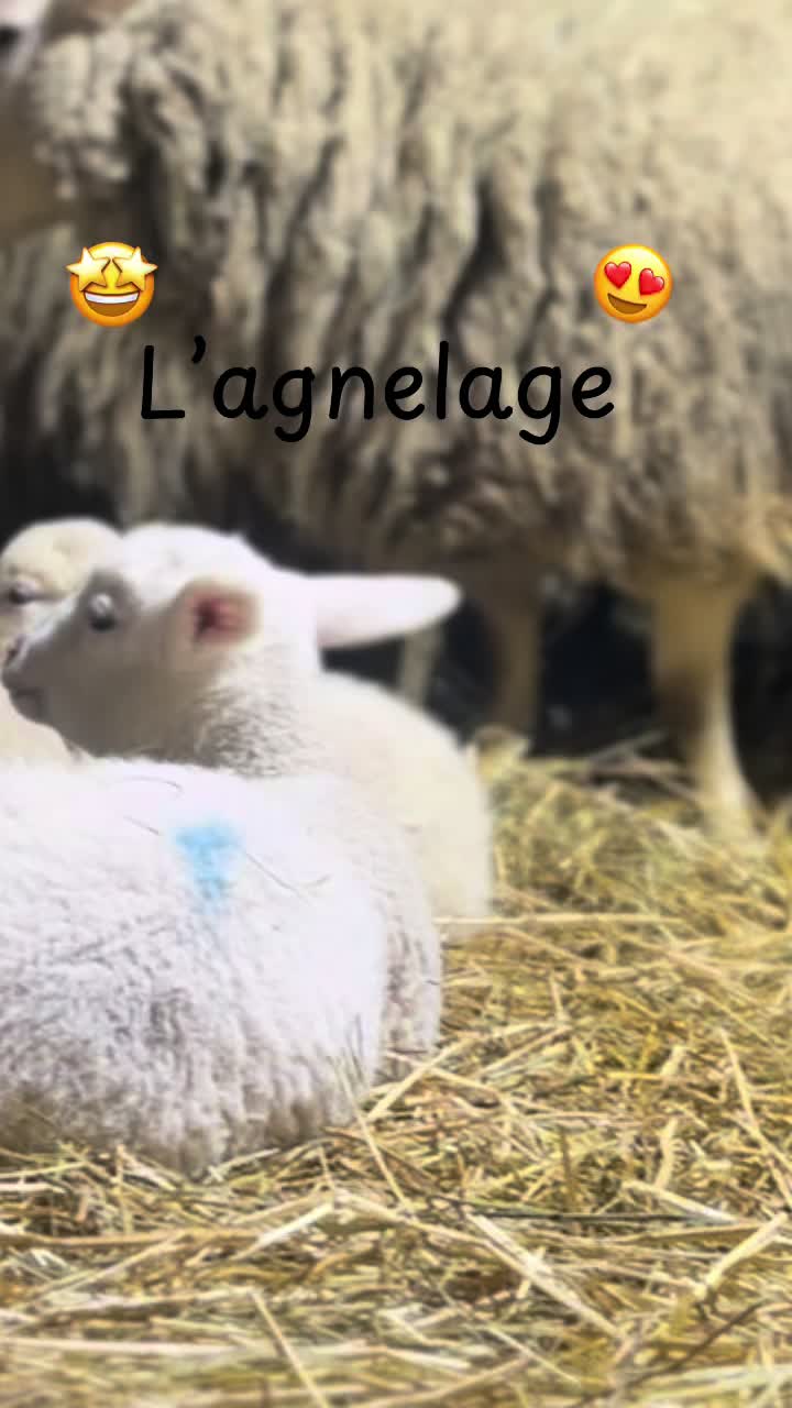 @Agrifun67🥨😜