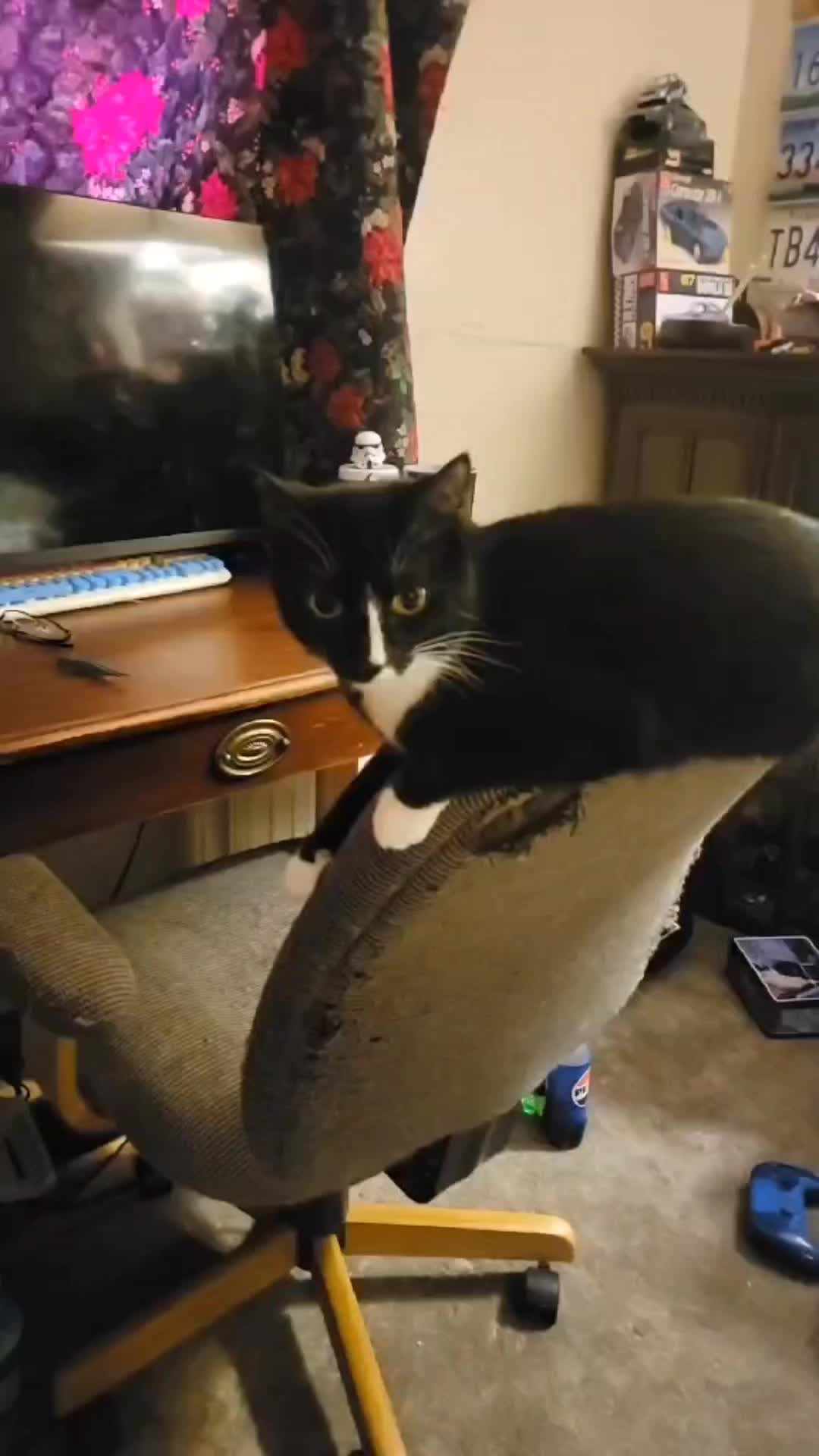 @No More Sad Kitties