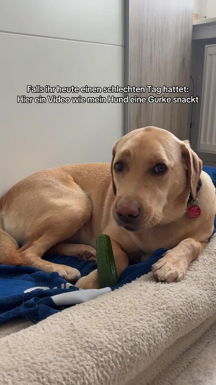 @Elisa | UGC • Dog • Lifestyle