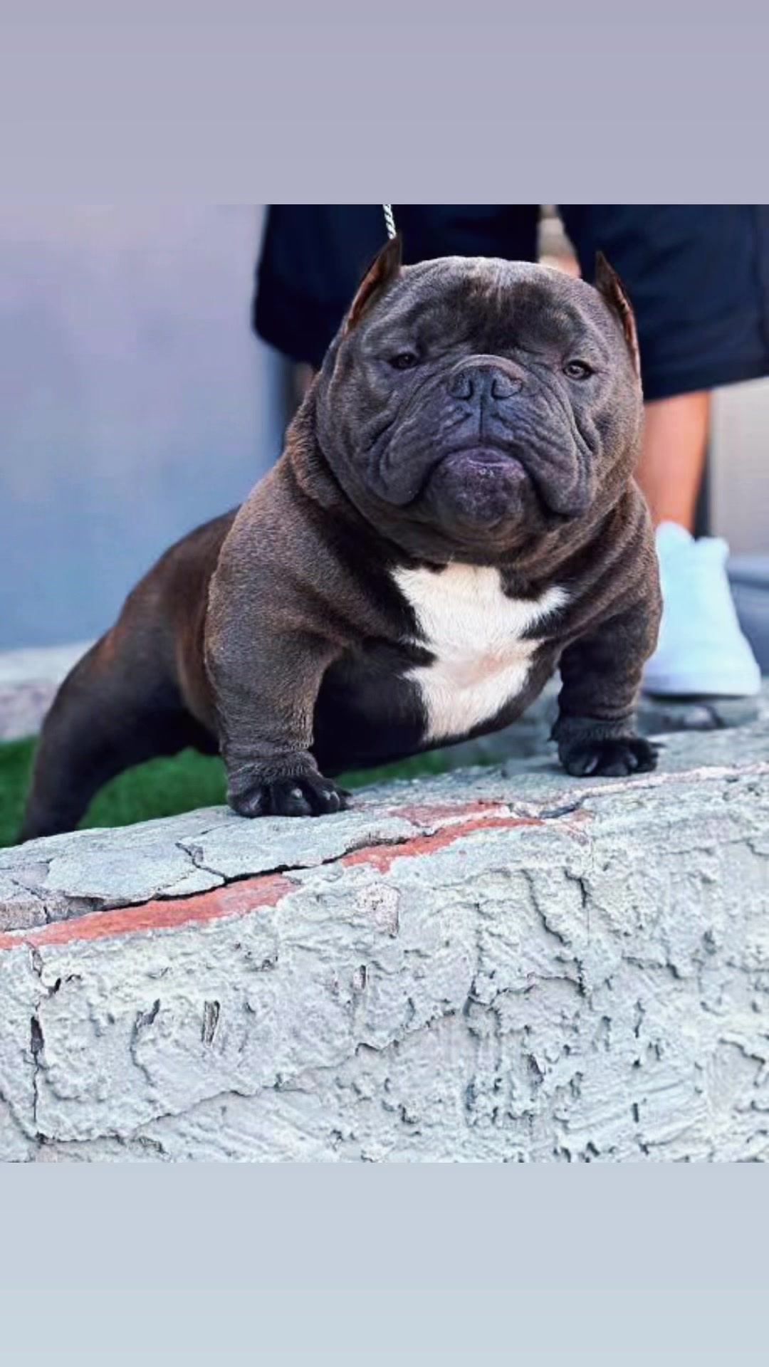 @Boxcitybullys