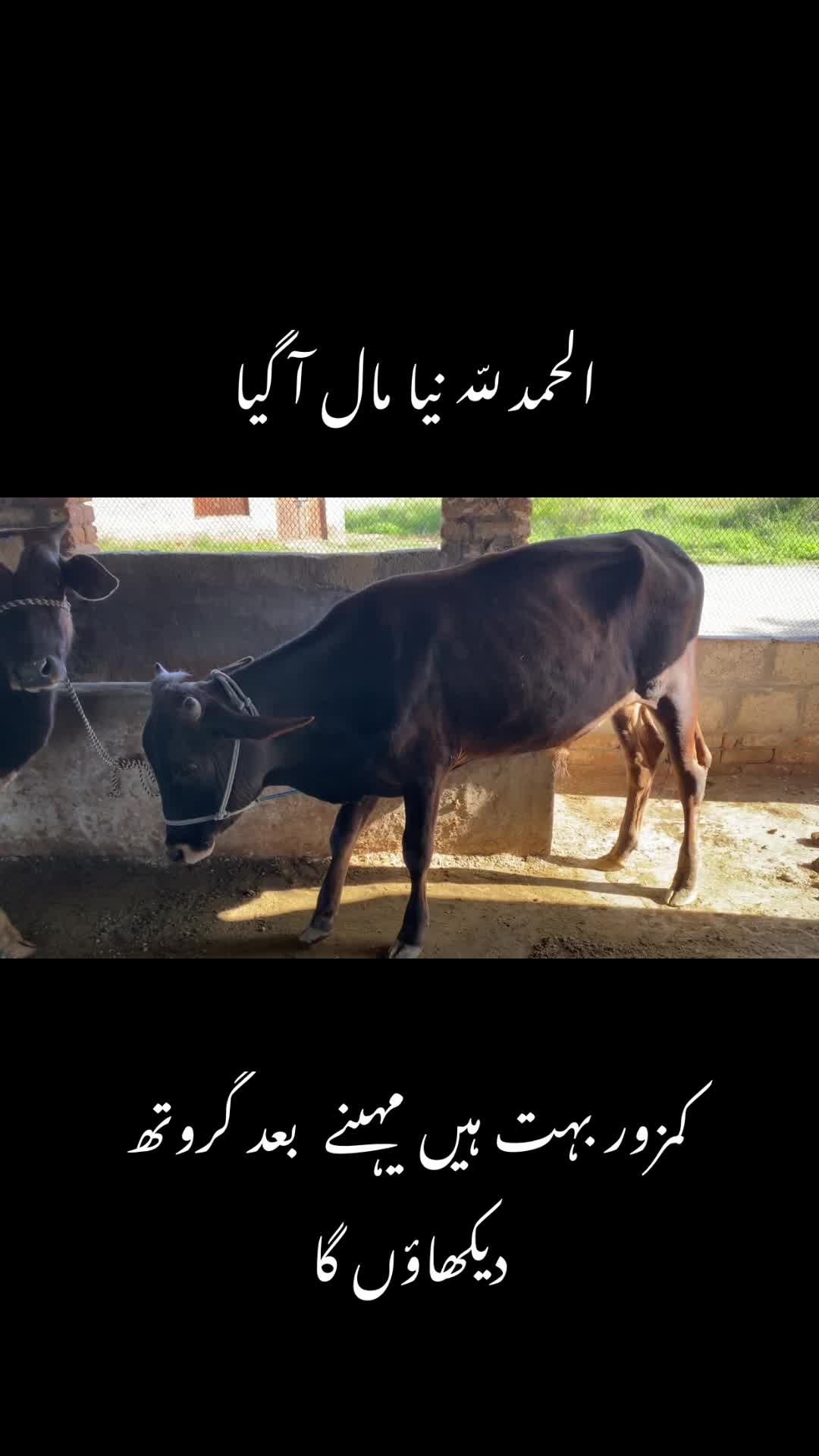 @Desi Life With Umar