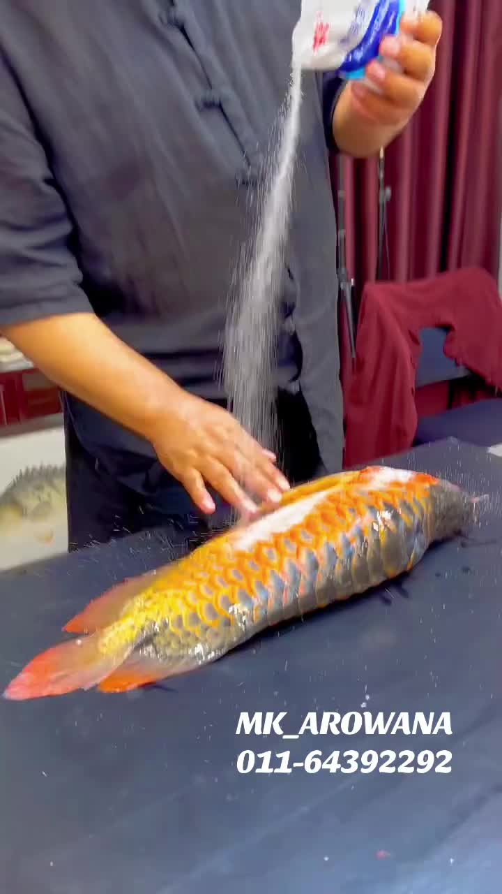 @MK AROWANA SPECIALIST