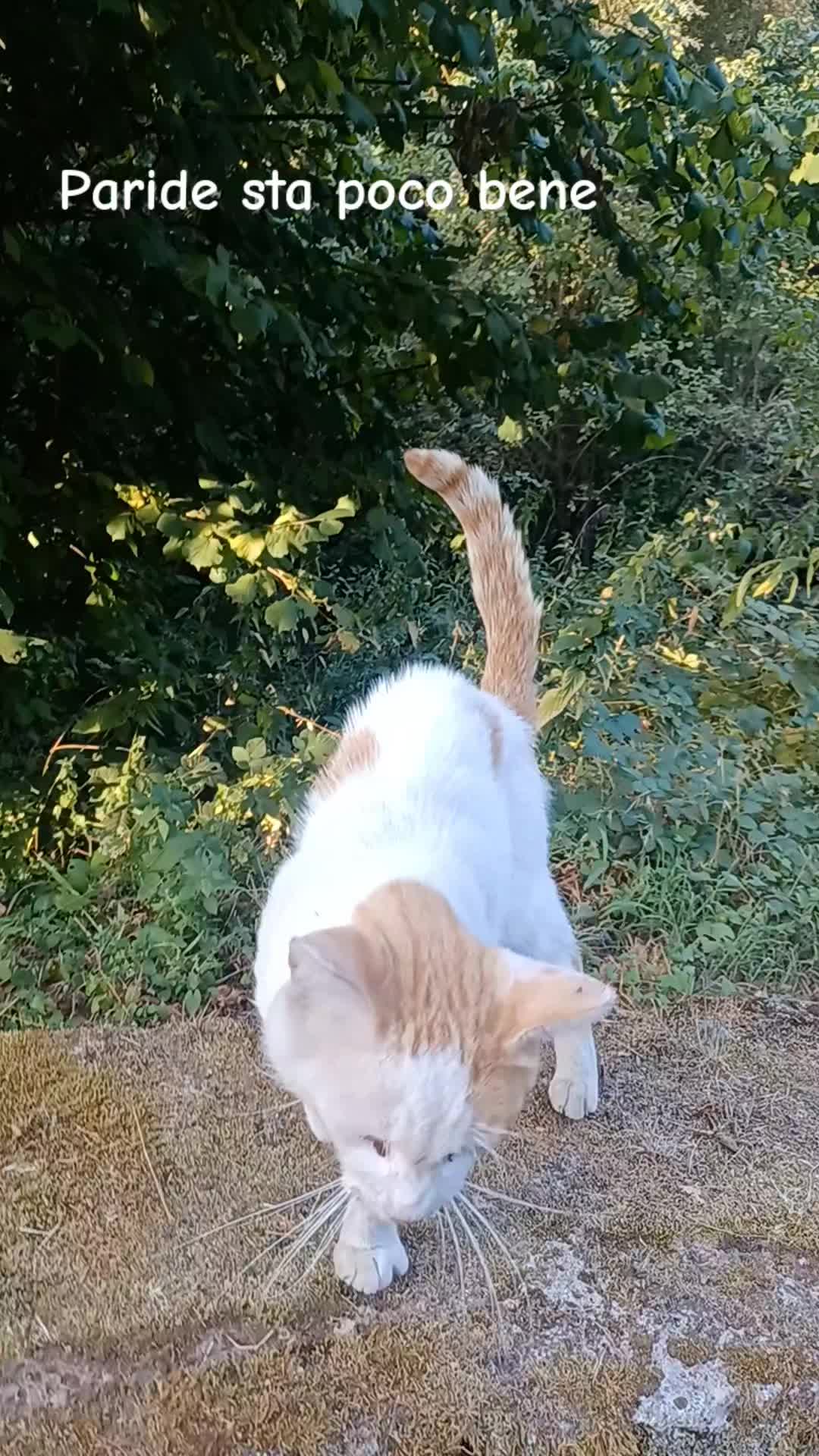 @amica dei gatti