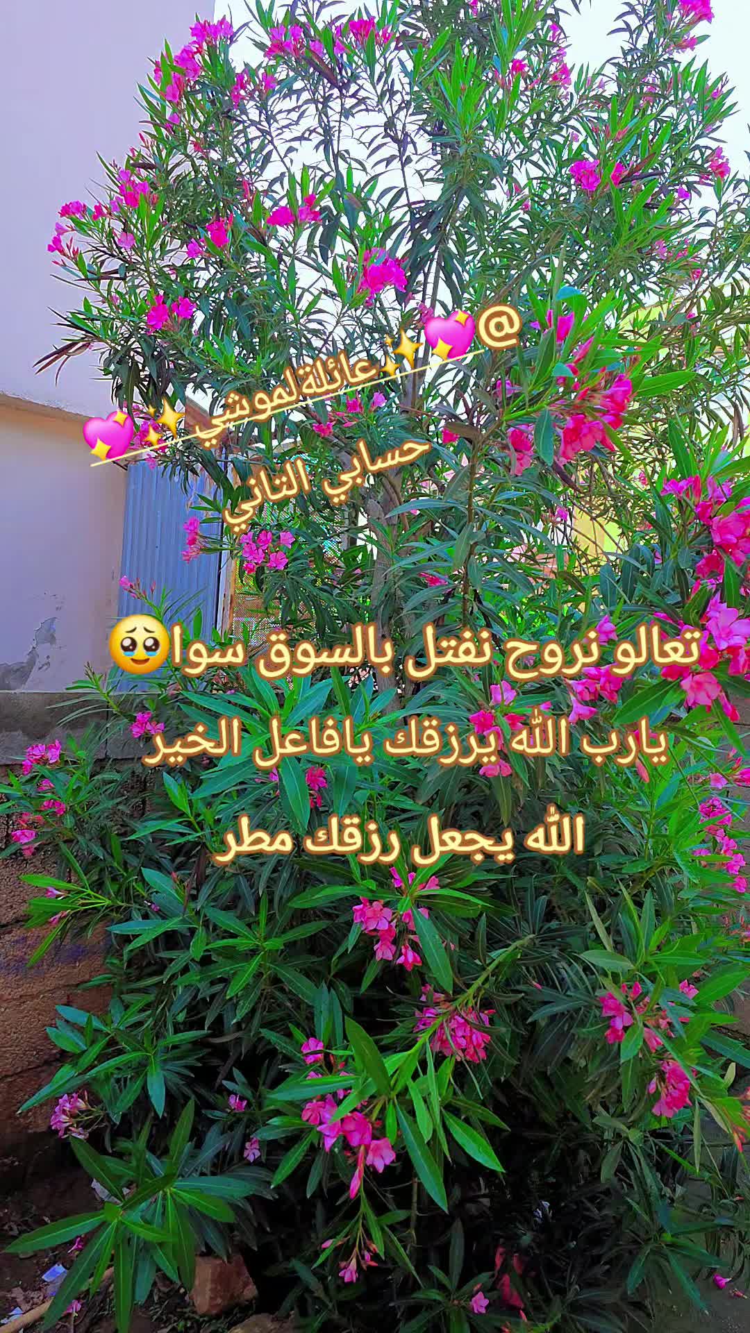 @🌸🌱عائلة لموشي lmosh🌱🌸