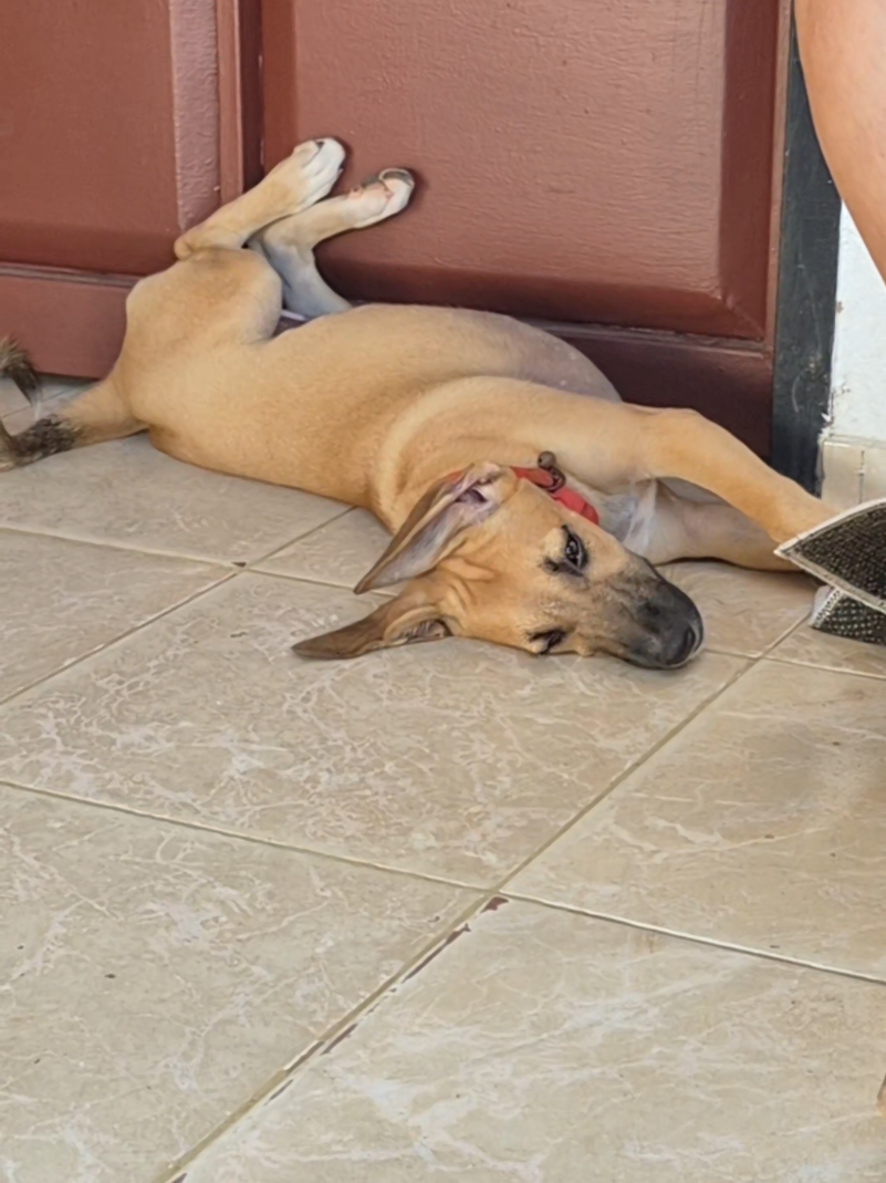 @Bimba/Nikita/Bruno🦴🐕