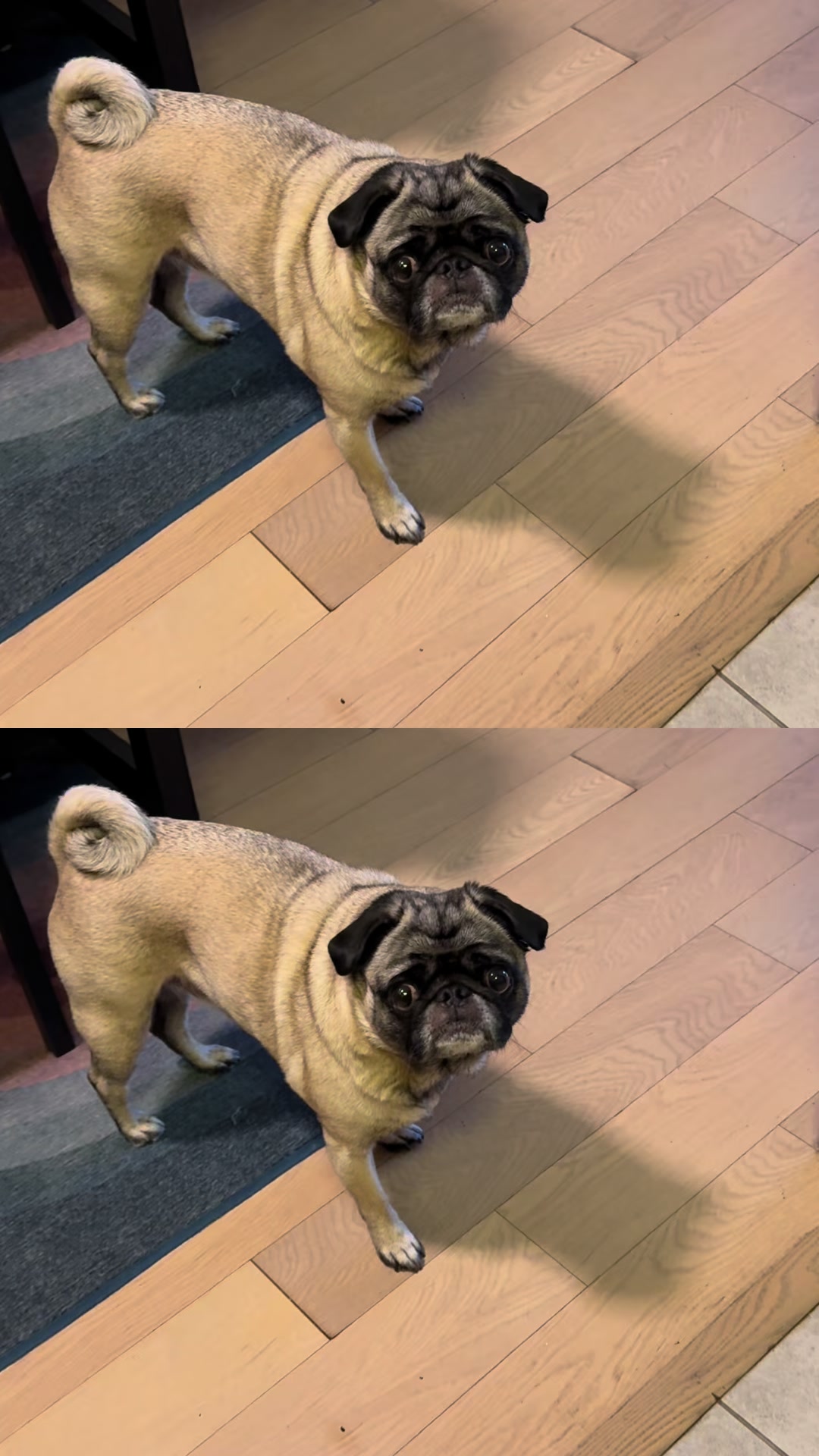 @thepugfang