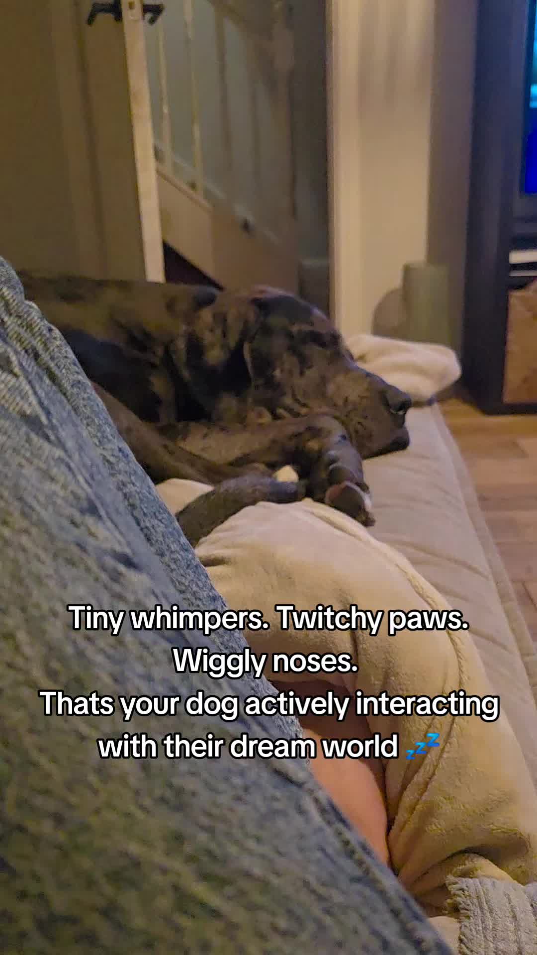 @Magnus the GREAT DANE