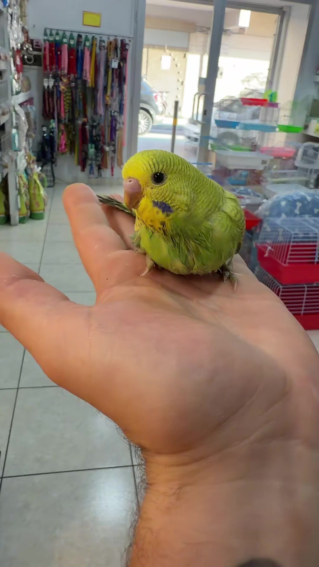@Baby’s Bird