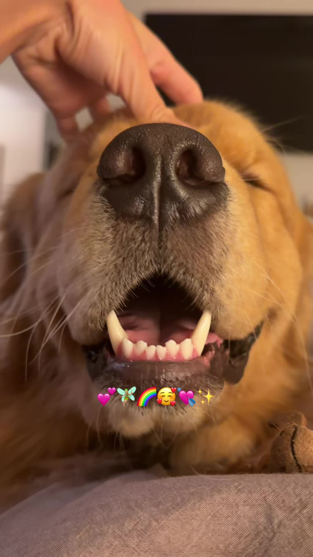 @Romeo the Retriever