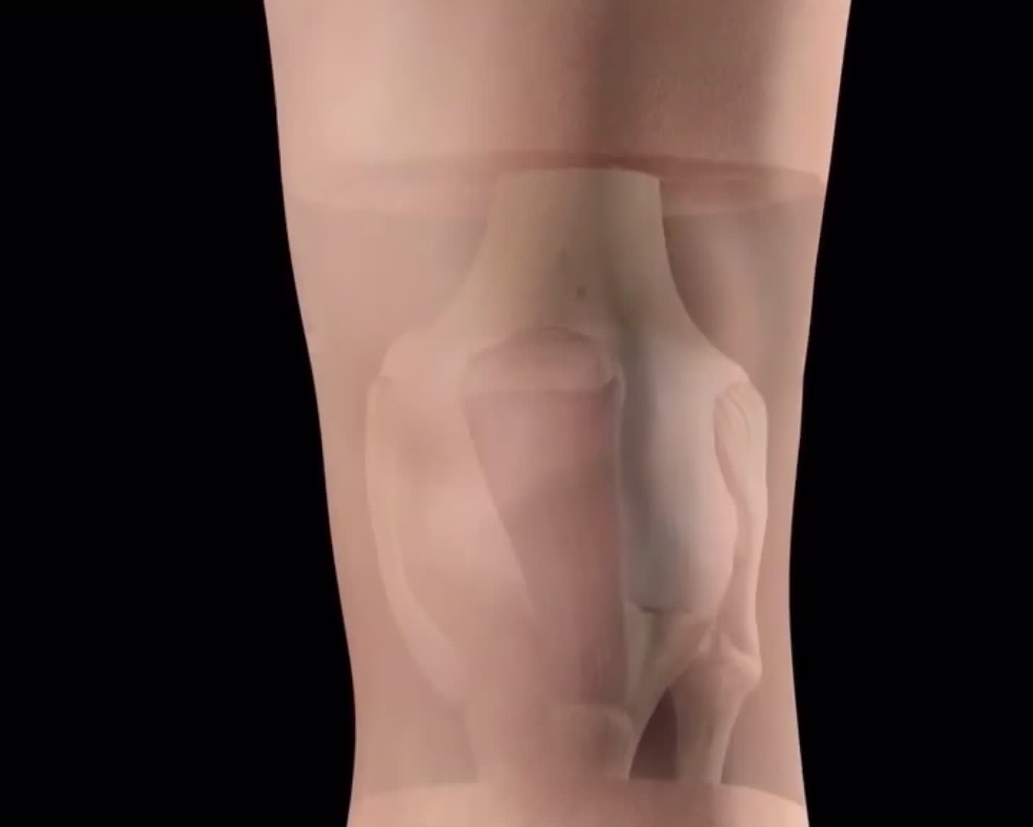 @Pasi&oacute;n por la Anatom&iacute;a