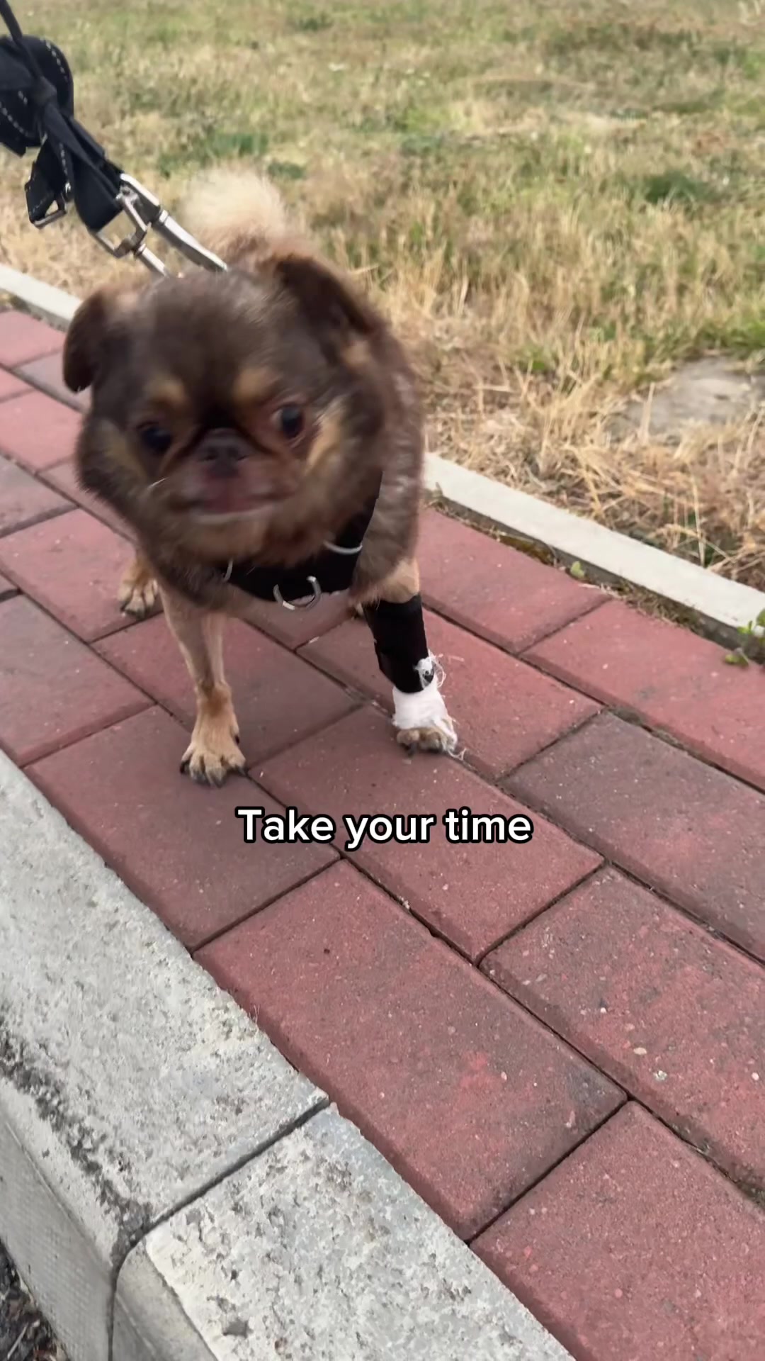 @ChilliThePug