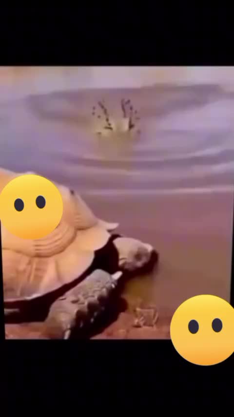 @Fox31 🦊