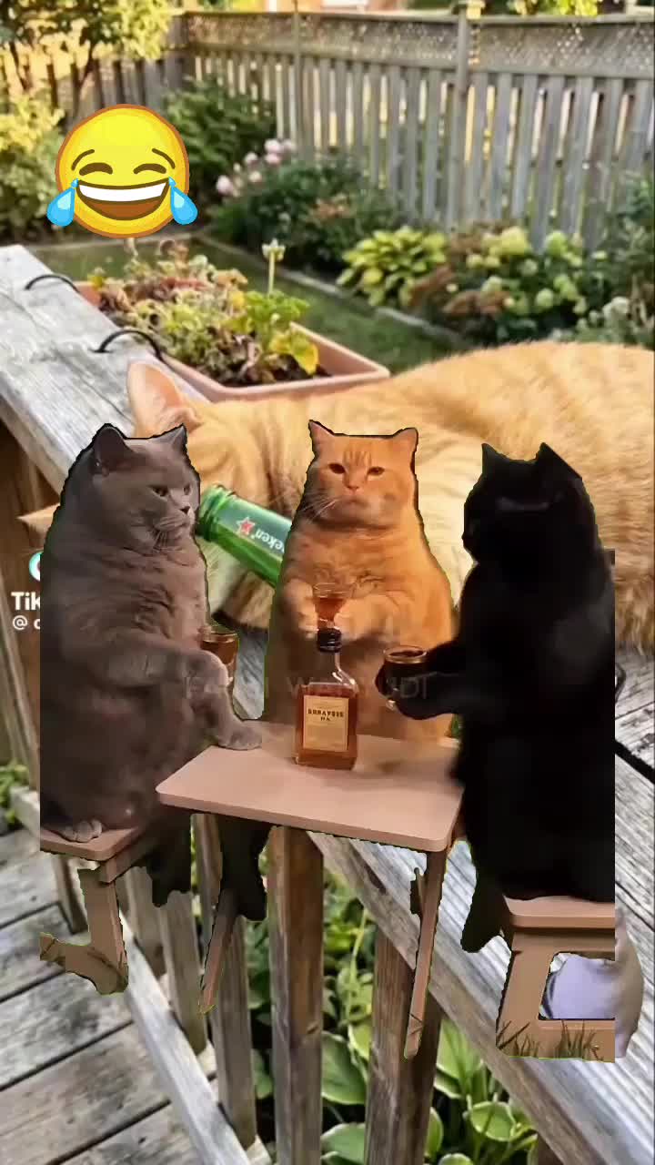 @Songbird & Crazy Cat Lover