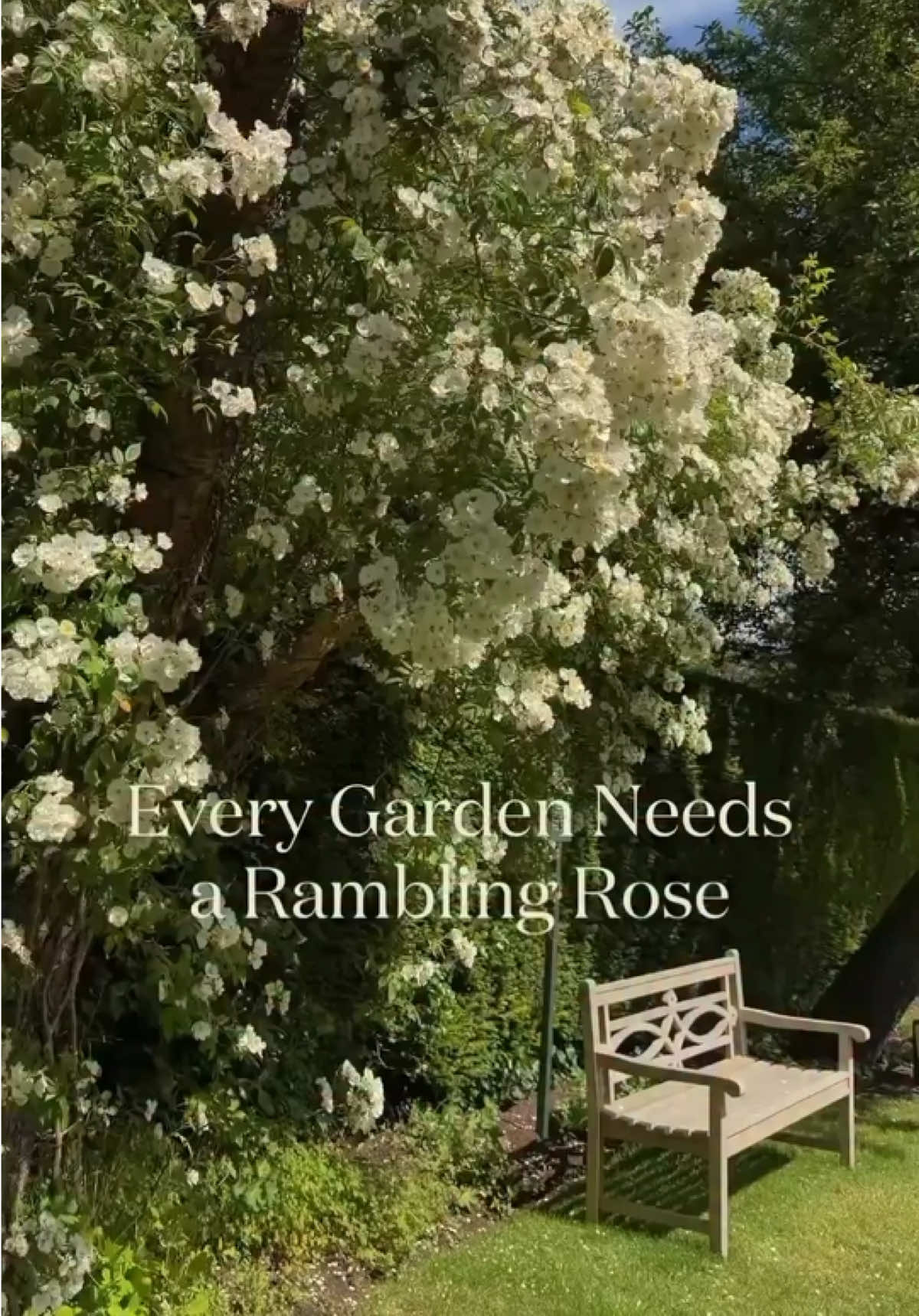 @David Austin Roses