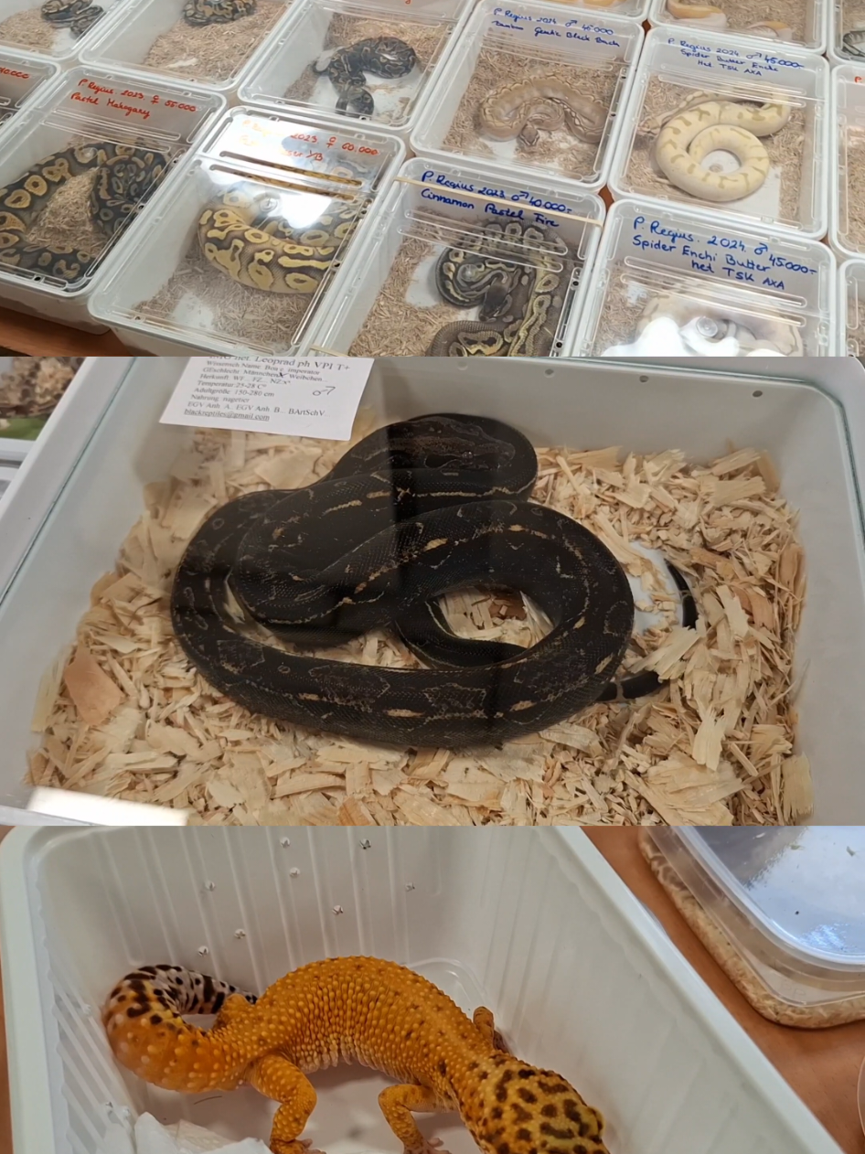 @Milu a Gekk&oacute;s 🦎