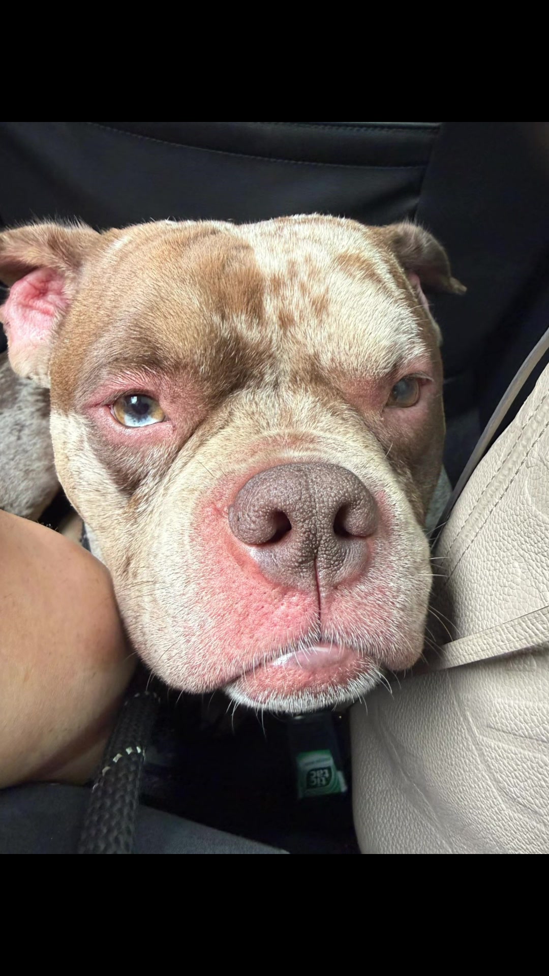 @pablothelittlebullydog