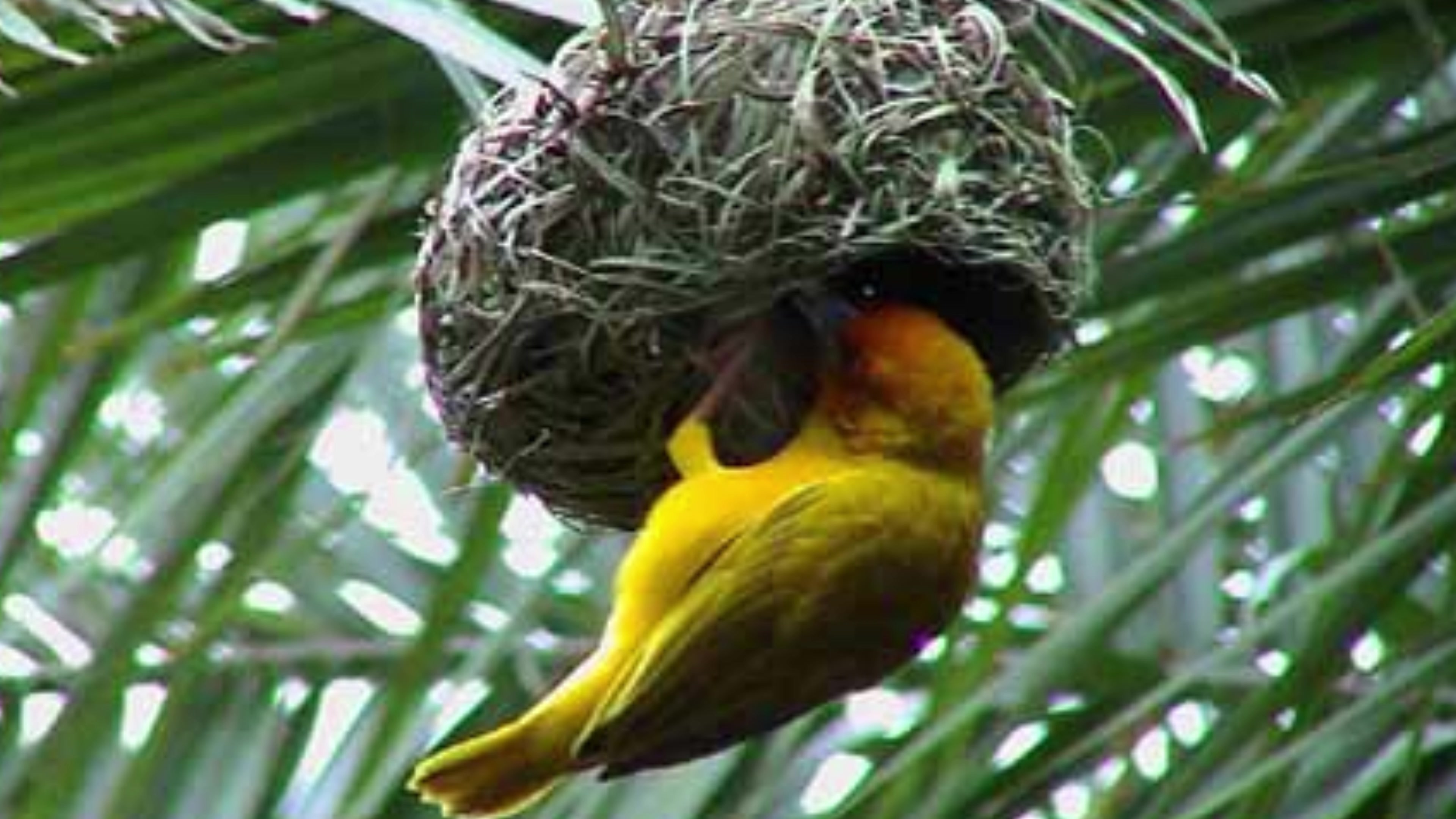 @நிக்சன் Ni☦️xon