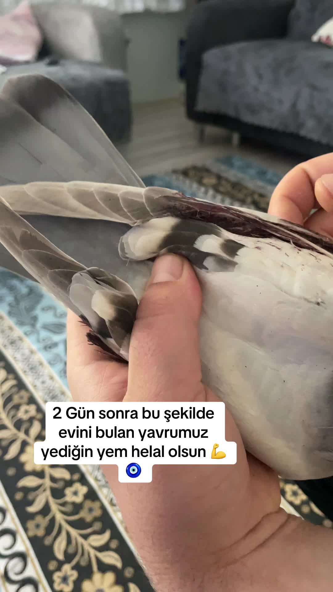 @Fdemiral16