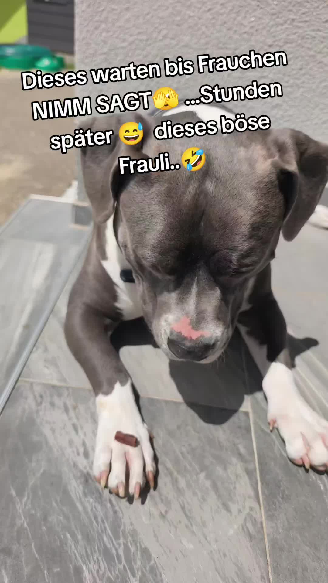 @Kampfschmusser_Nero🖤