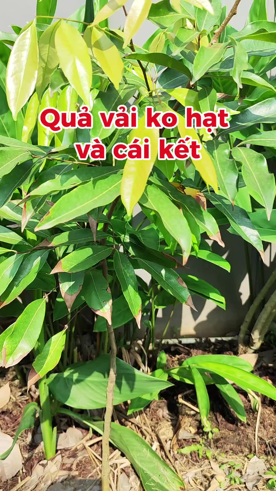 @Dược sĩ cỏ