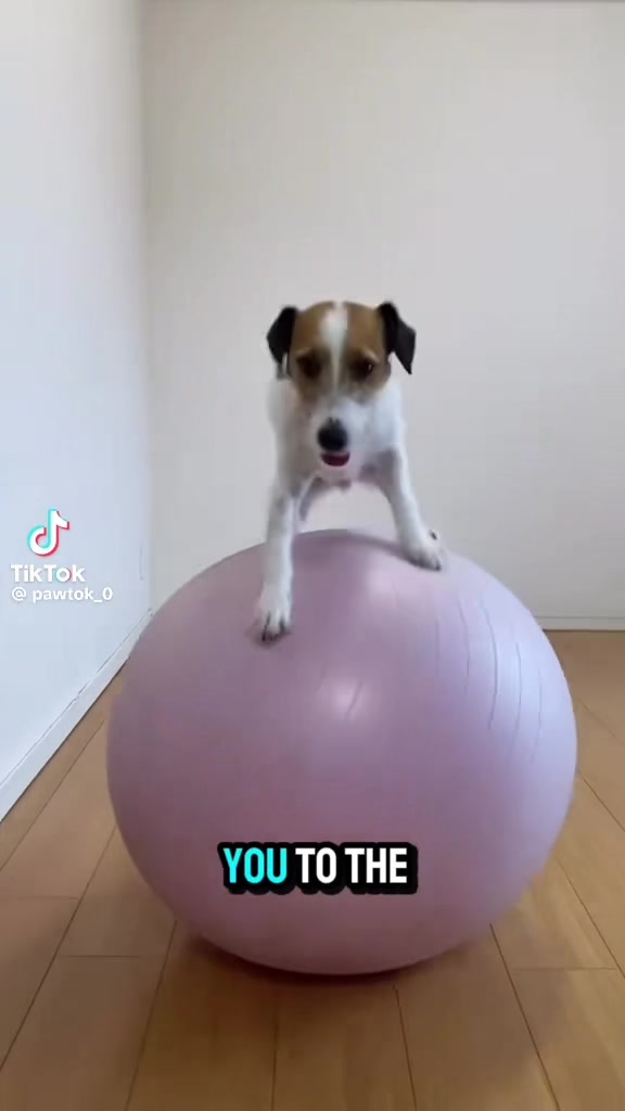 @spirit_and_paw