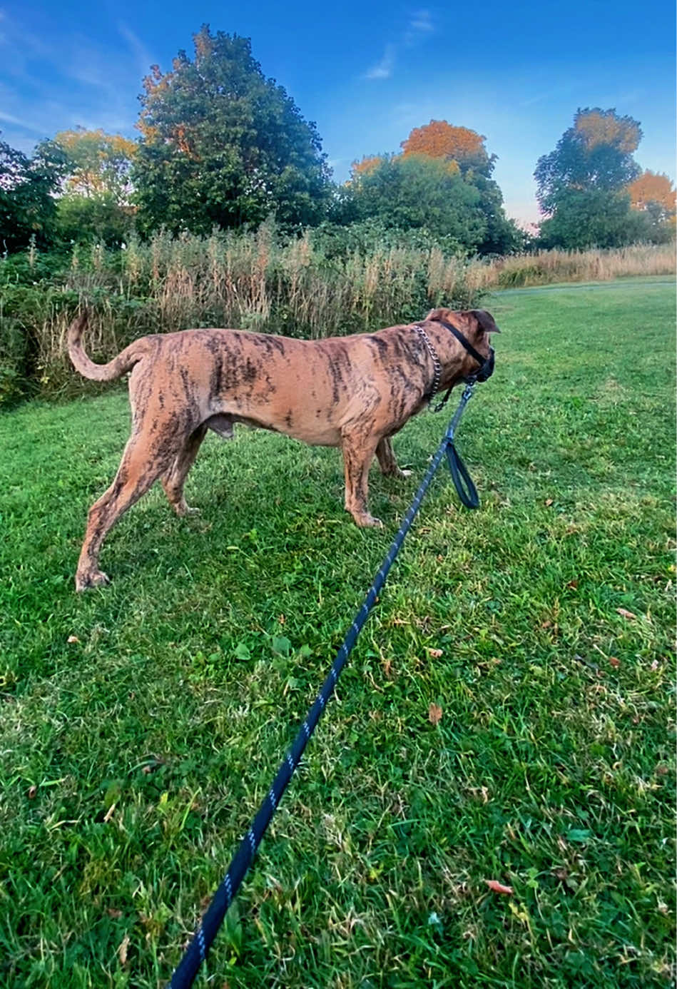 @Mooch 💖🍃 PRESA-CANARIO