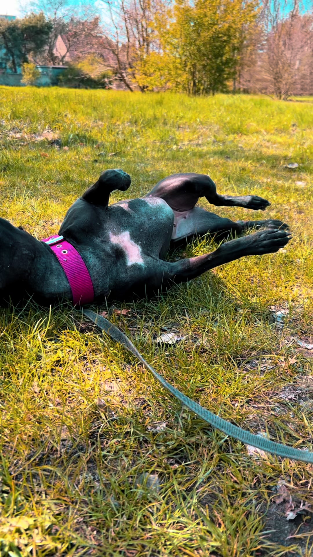 @Doti_Tora_Pitbulls
