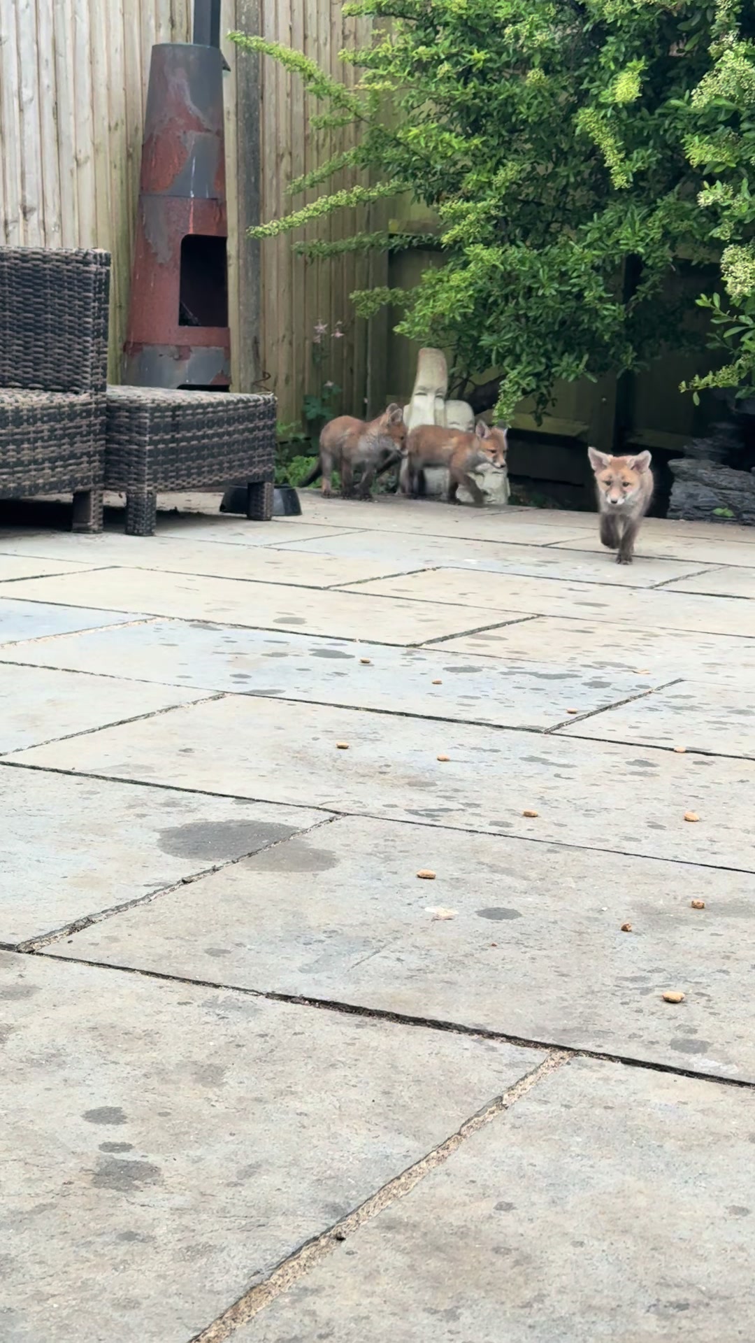 @gp_foxes