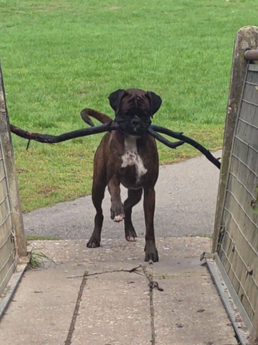 @Clive The Boxer Dog