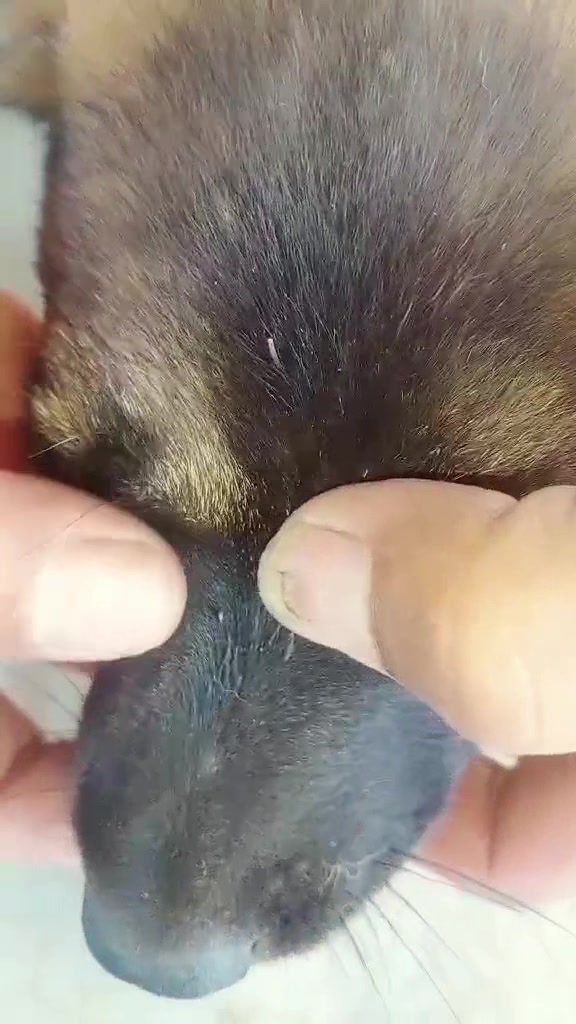 @dog757